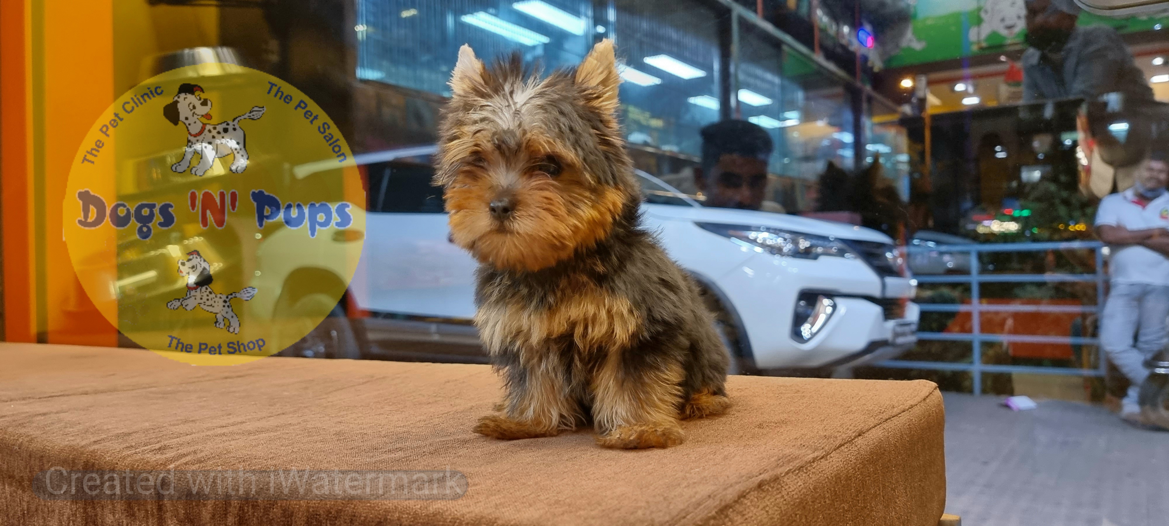 Yorkshire terrior  image 11