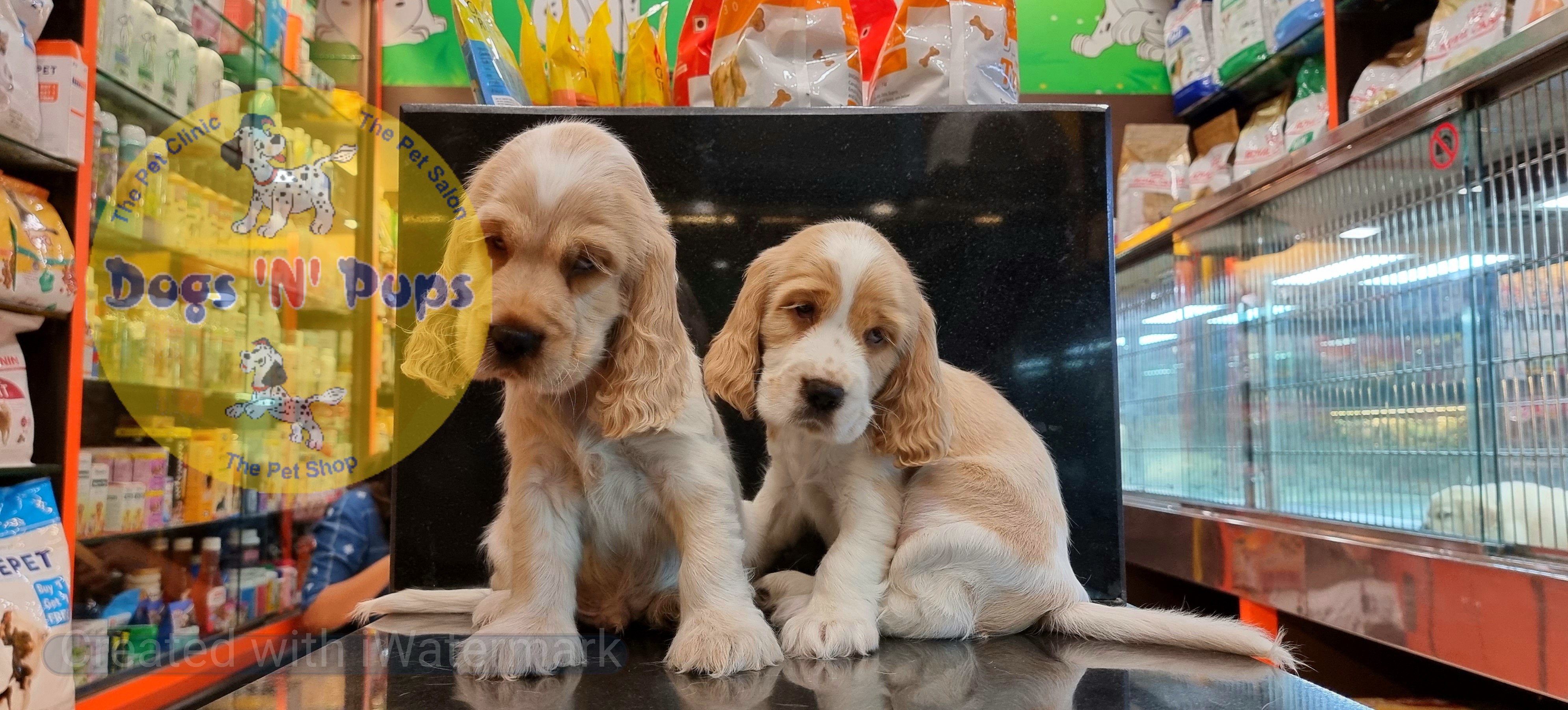 Cocker spaniel puppies  image 10