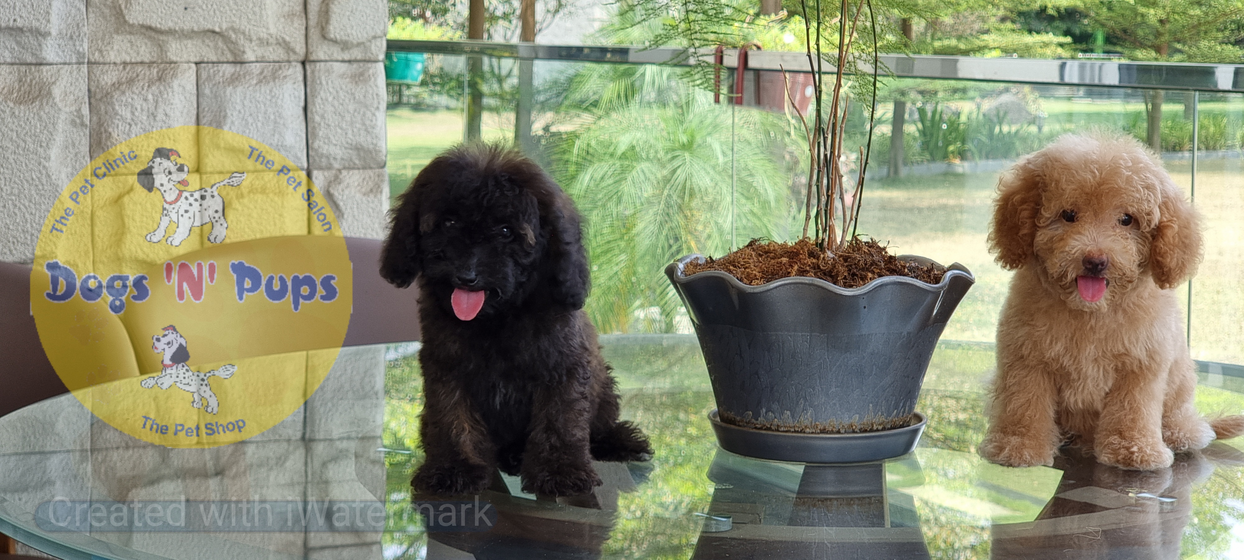 Toy poodle  image 3