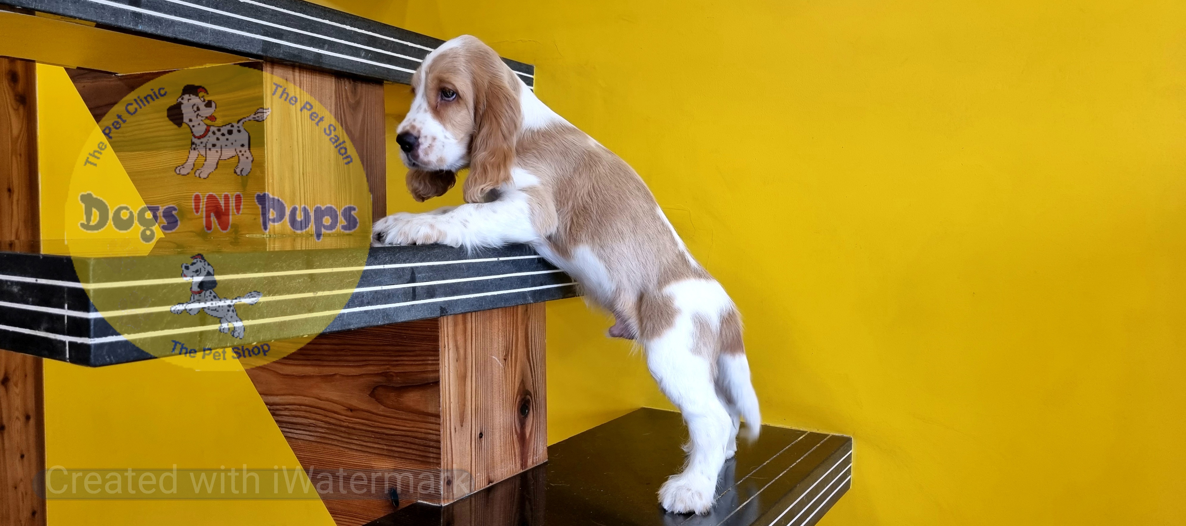 Cocker spaniel  image 7