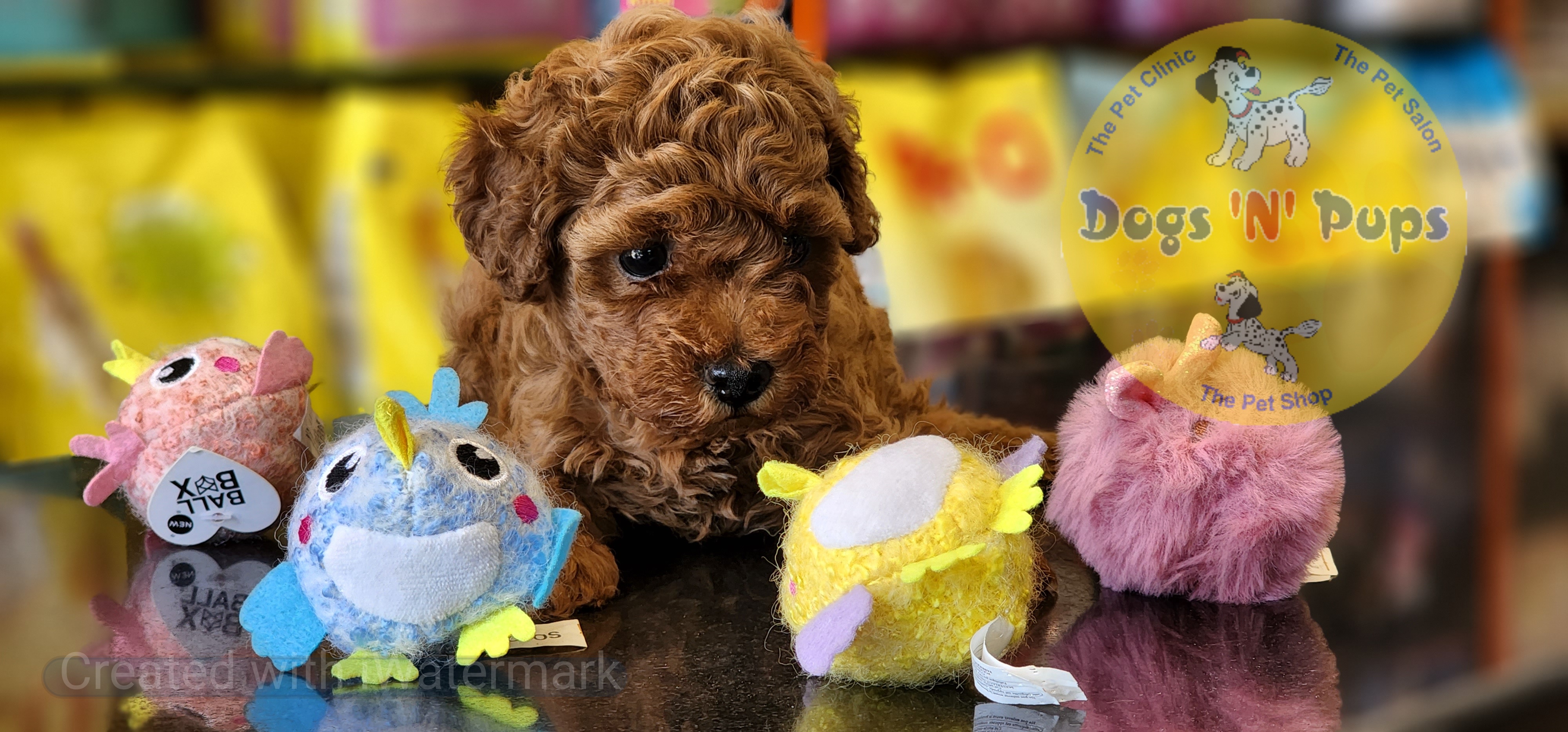 Toy poodle  image 3