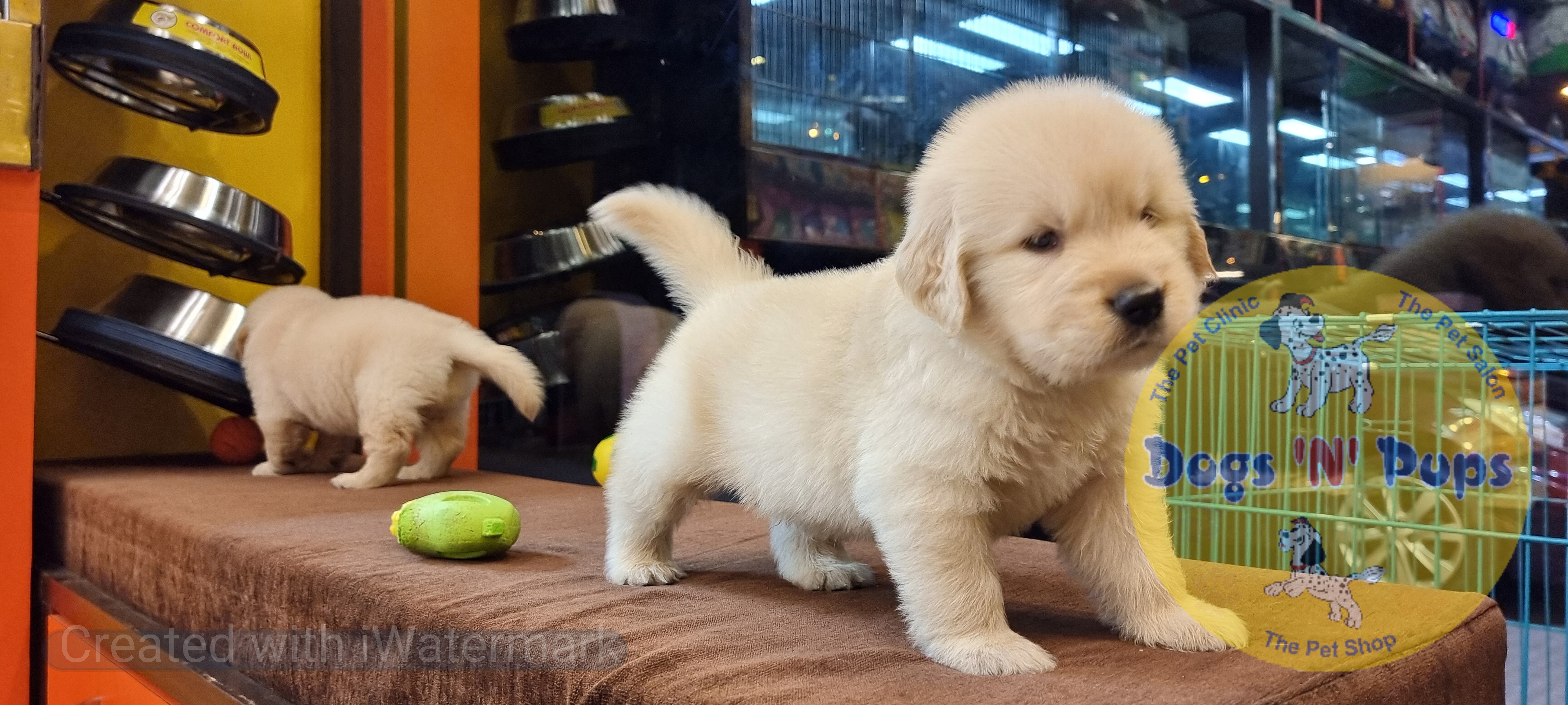 Golden retriever puppies  image 9