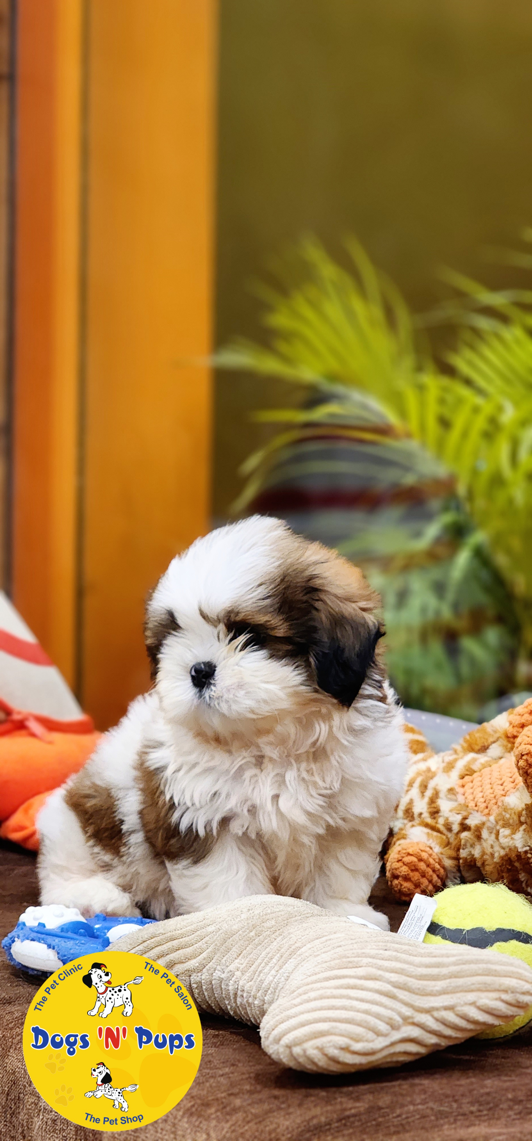 Shihtzu  image 5