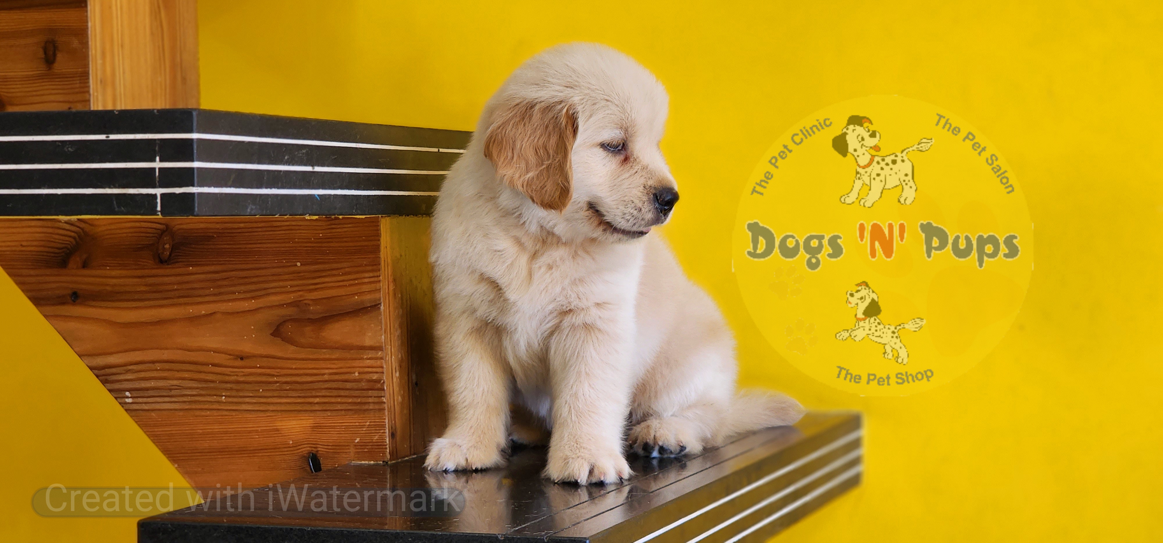 Golden retriever  image 5