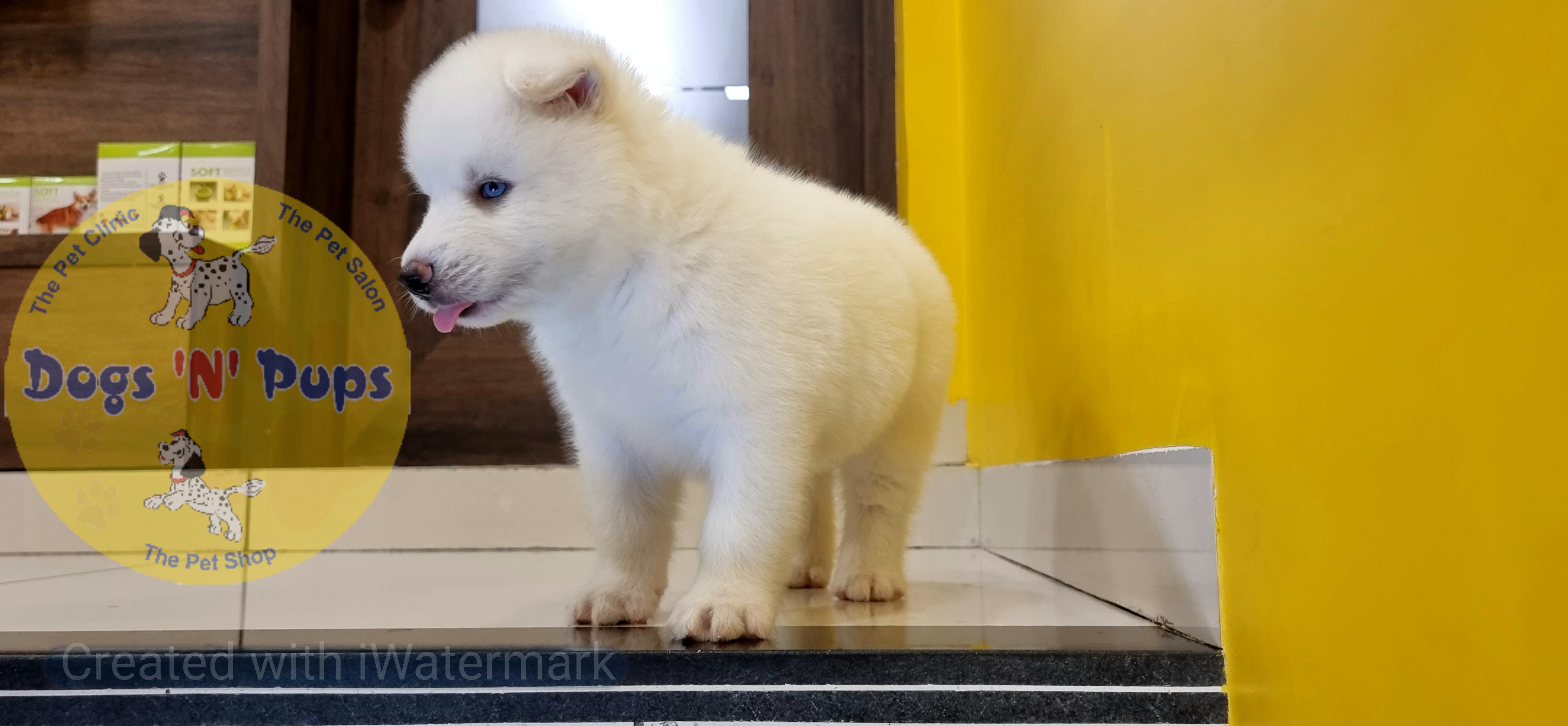 Siberian husky  image 11