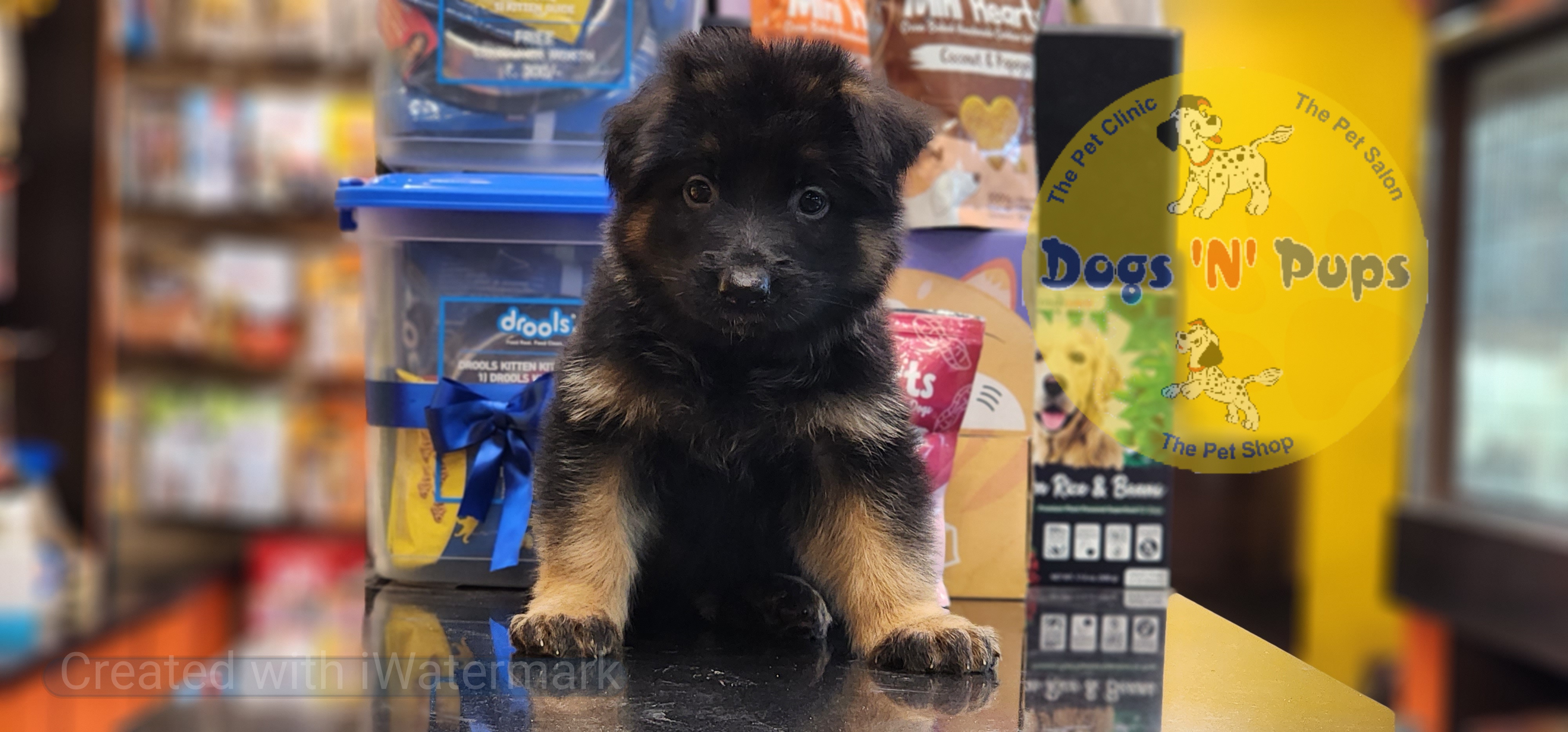 German shepherd  image 7