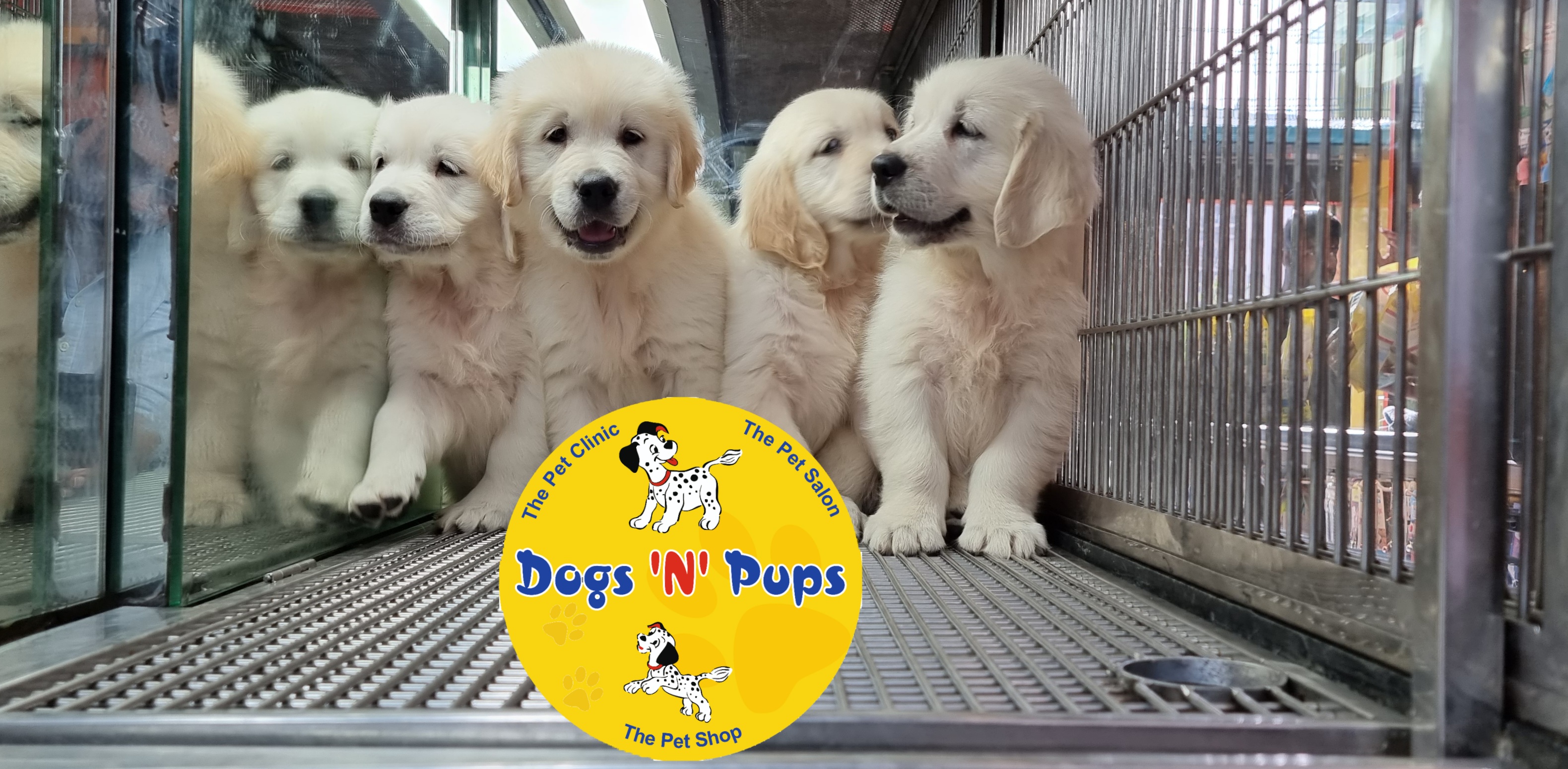 pet Golden retriever  header image