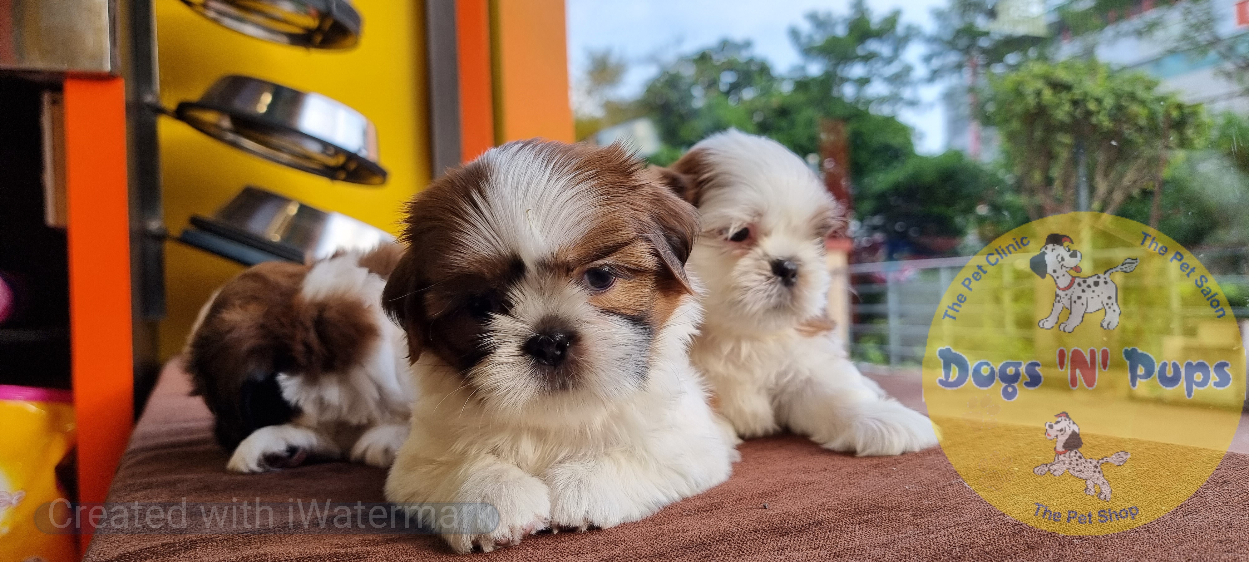 Shihtzu  image 8