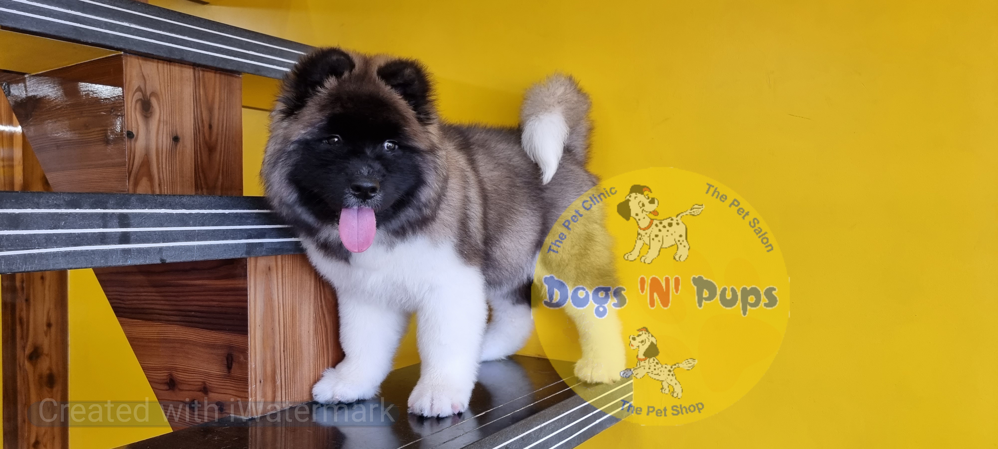 American Akita image 4