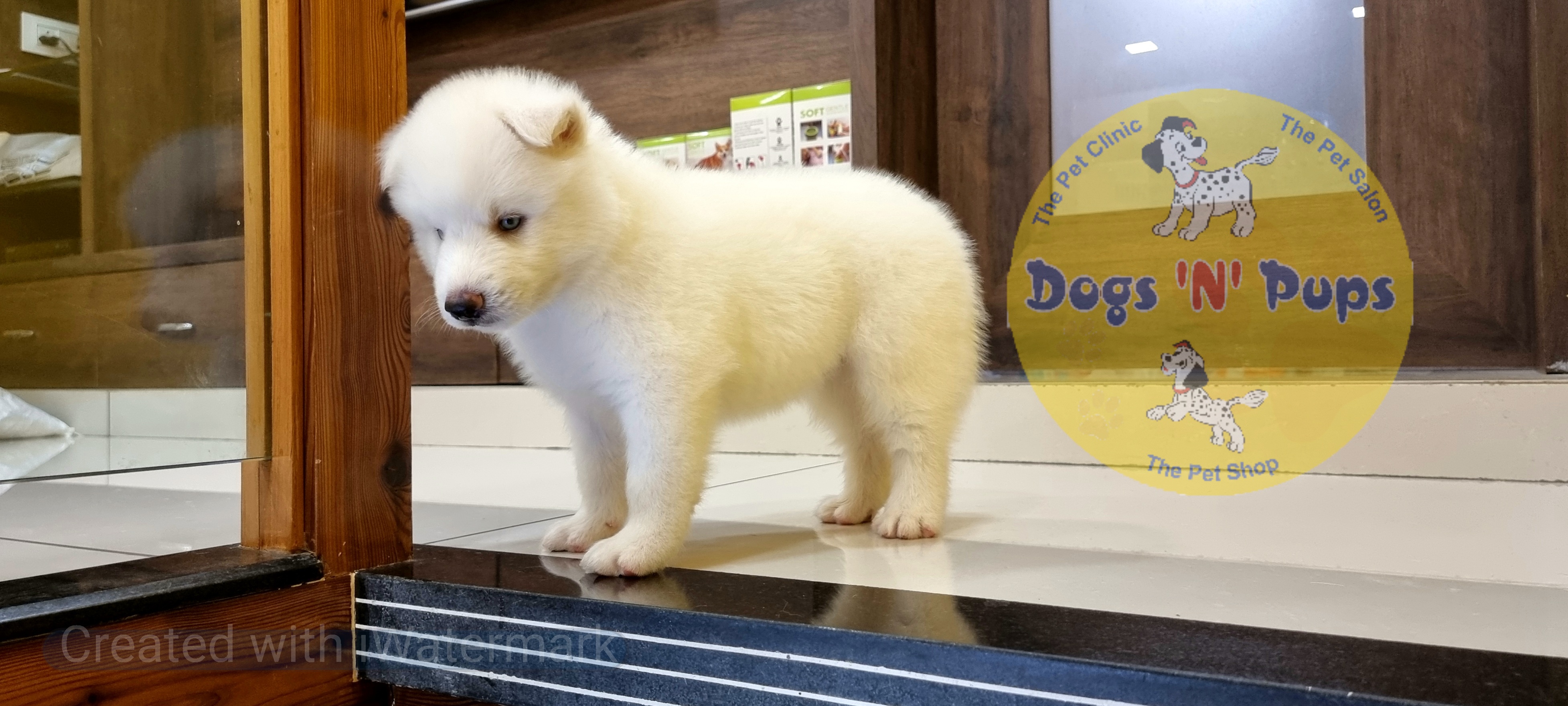 Siberian husky  image 5