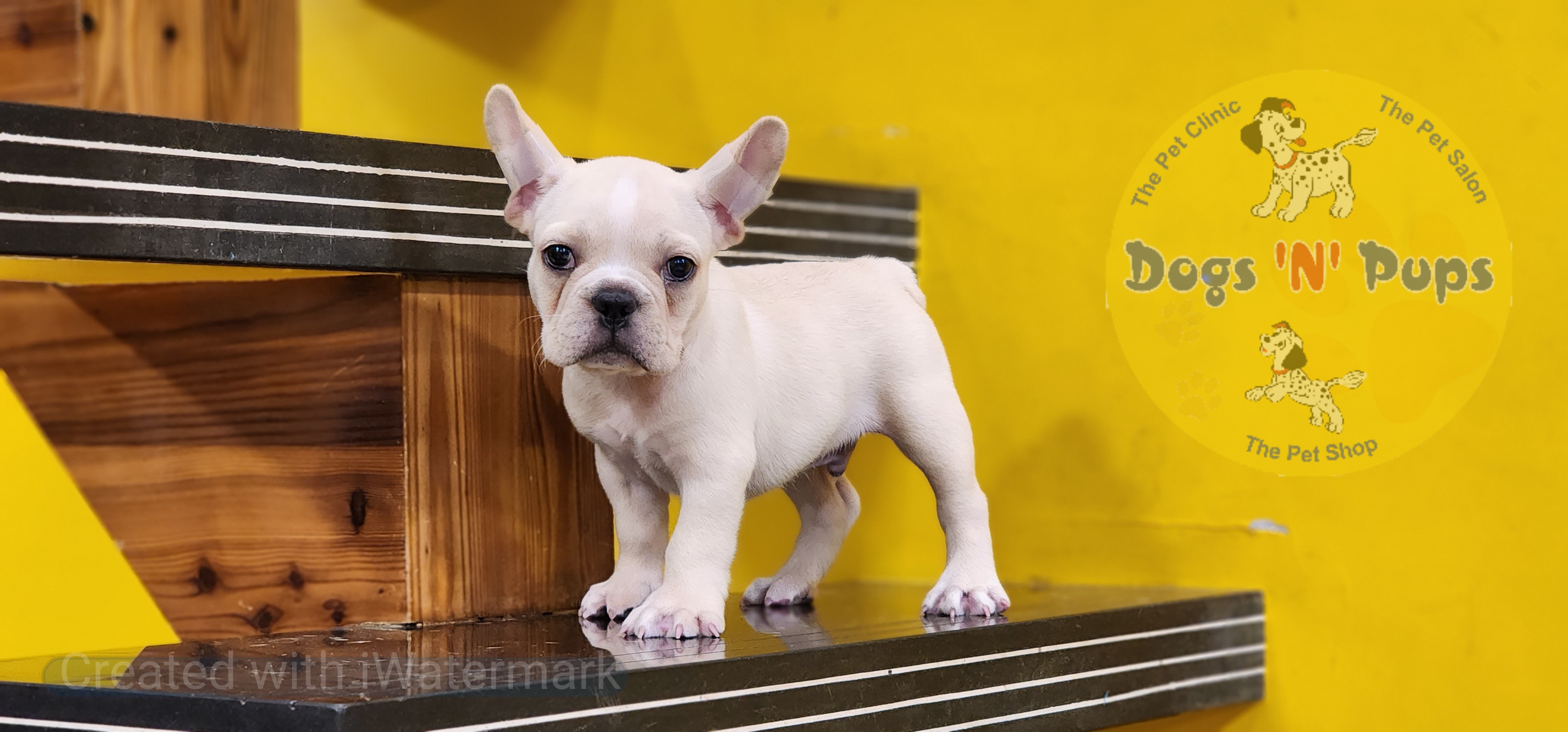 next dog posted image