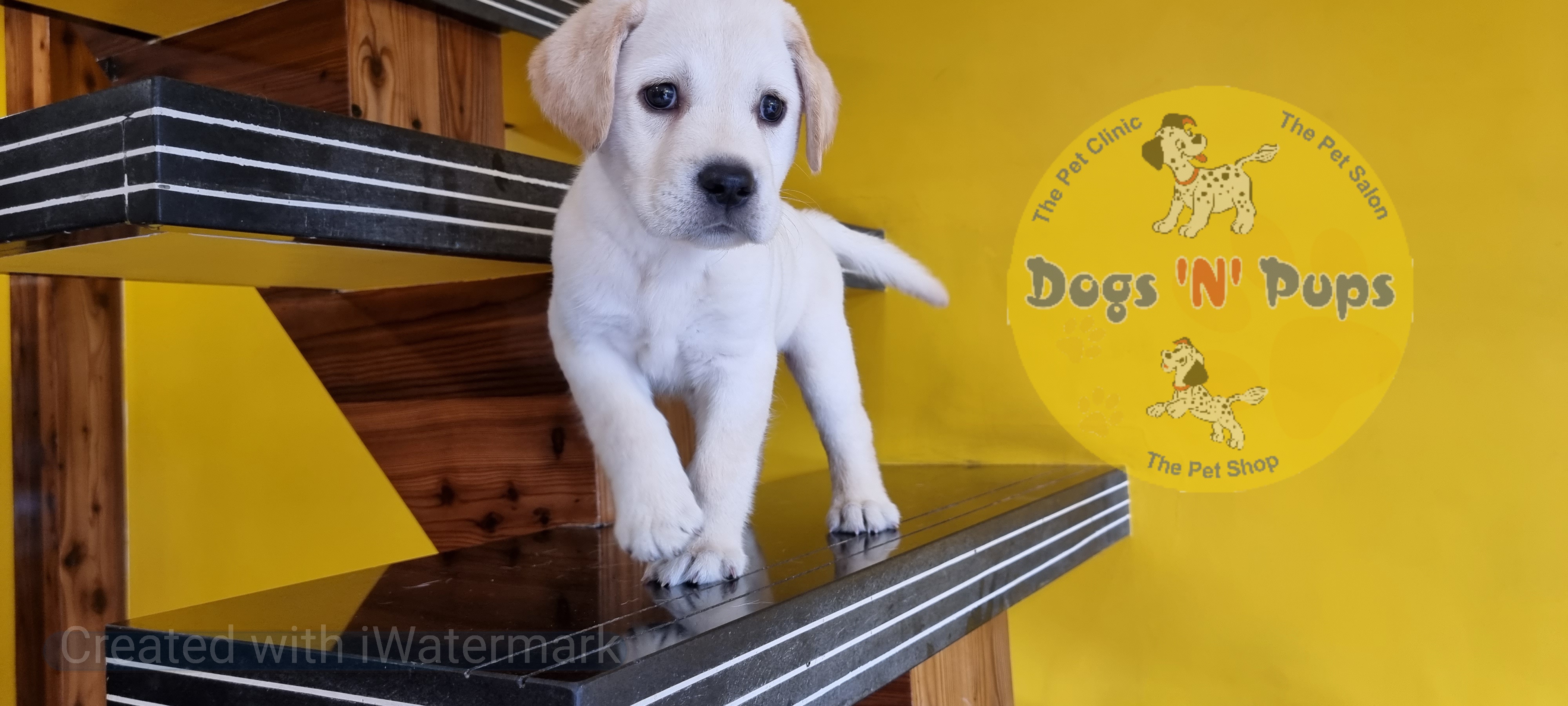 prev dog posted image