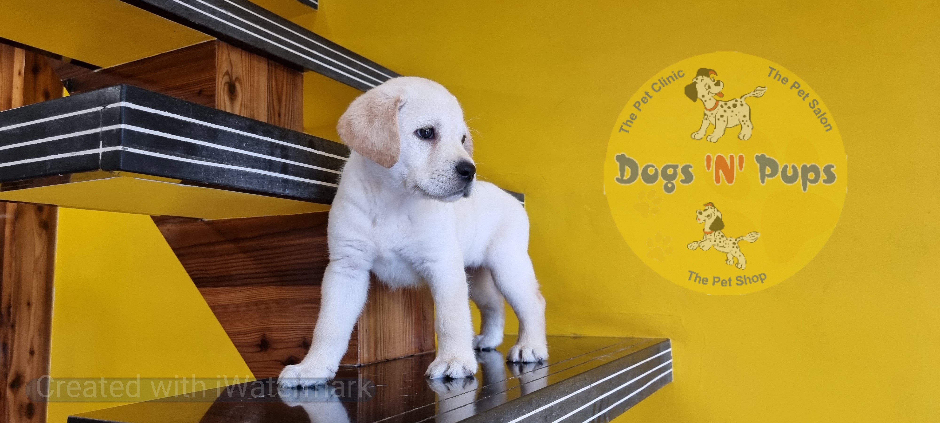 Labrador retriever  image 3