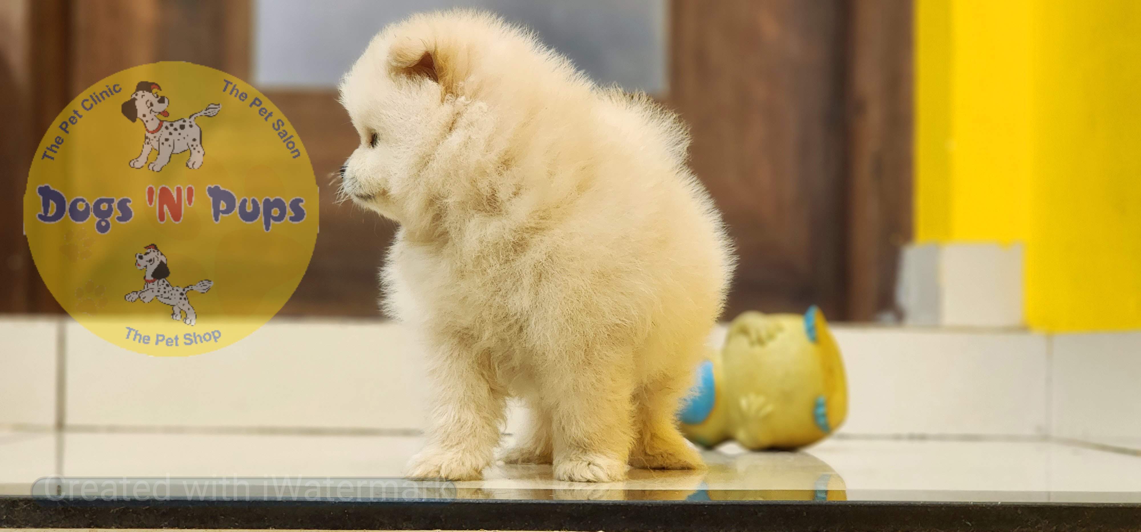 Toy pomeranian  image 4