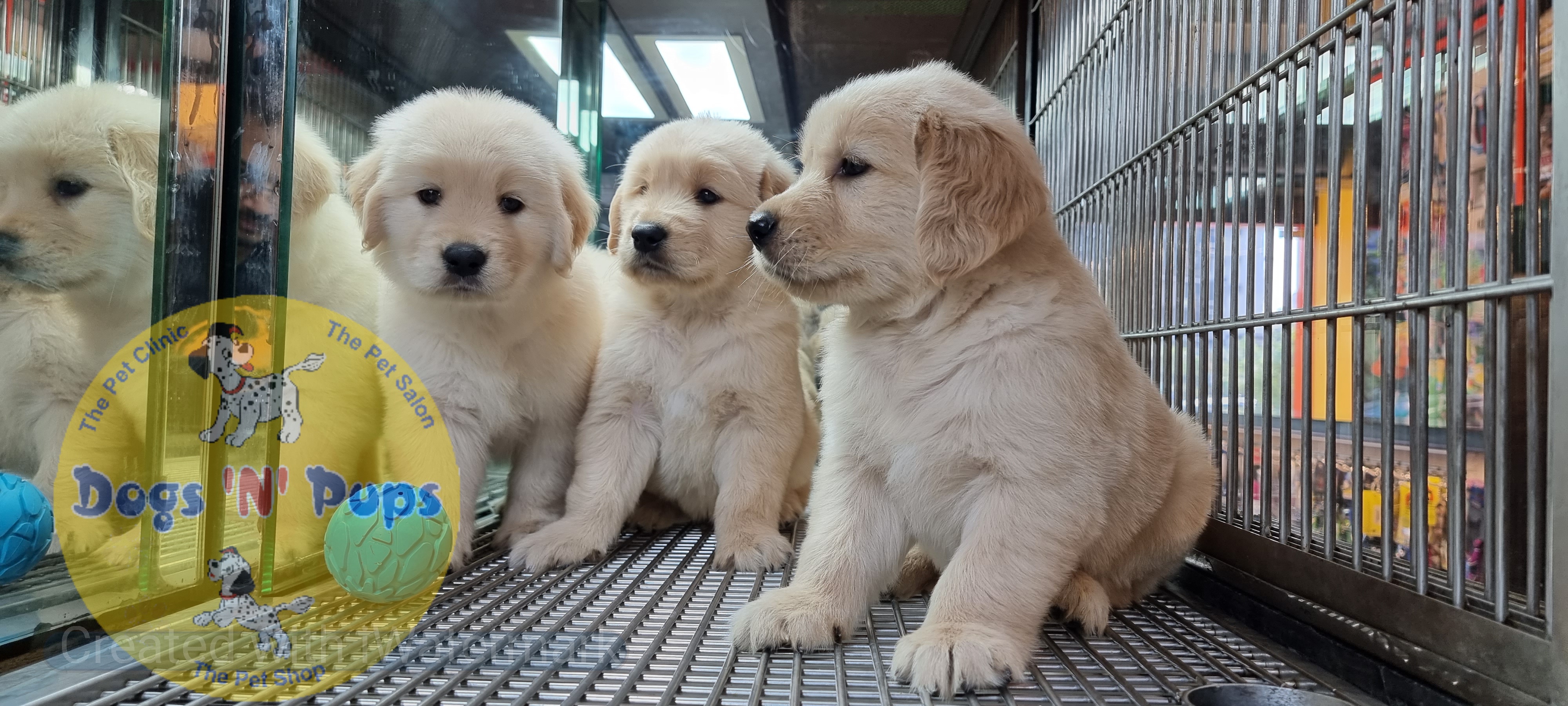 Golden retriever puppies  image 15