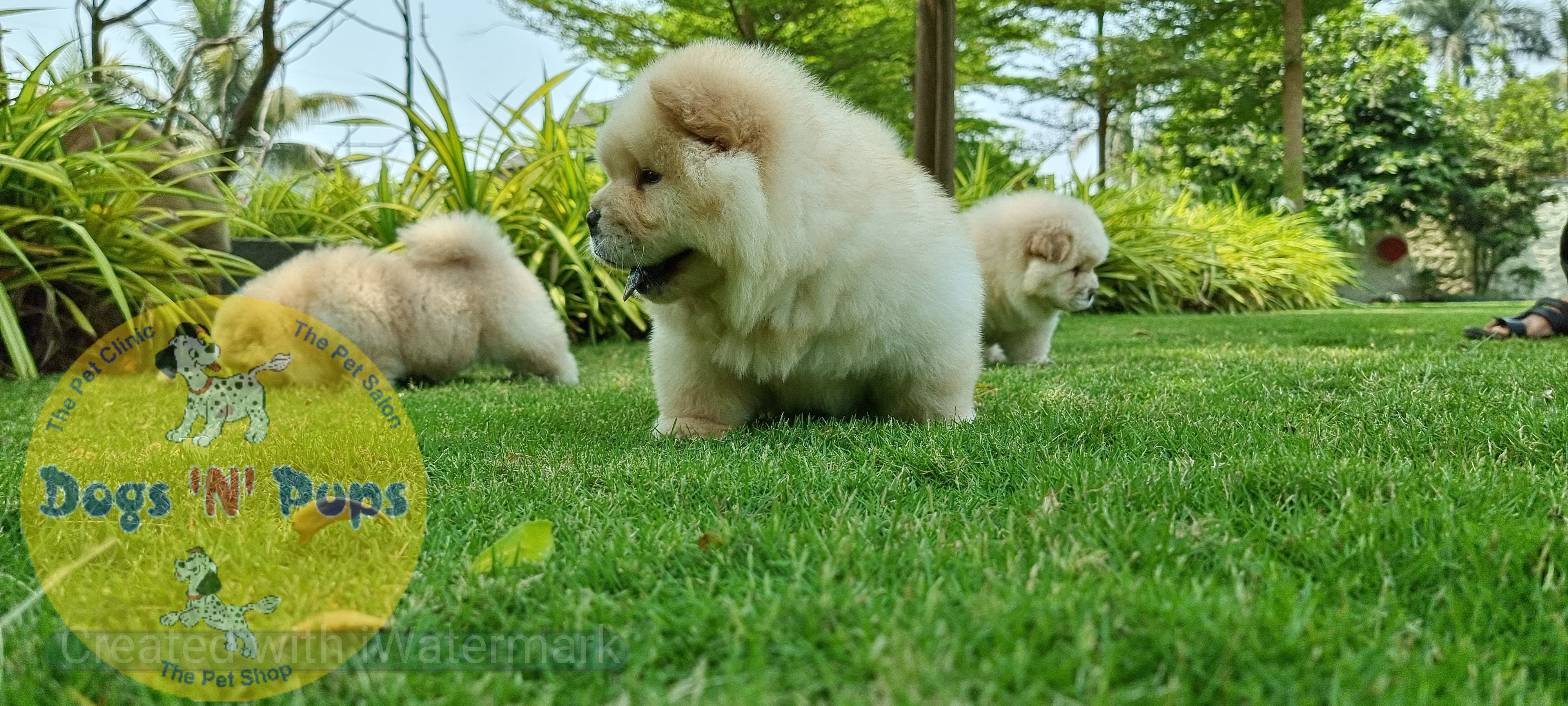 Chow Chow    Cream colour image 7