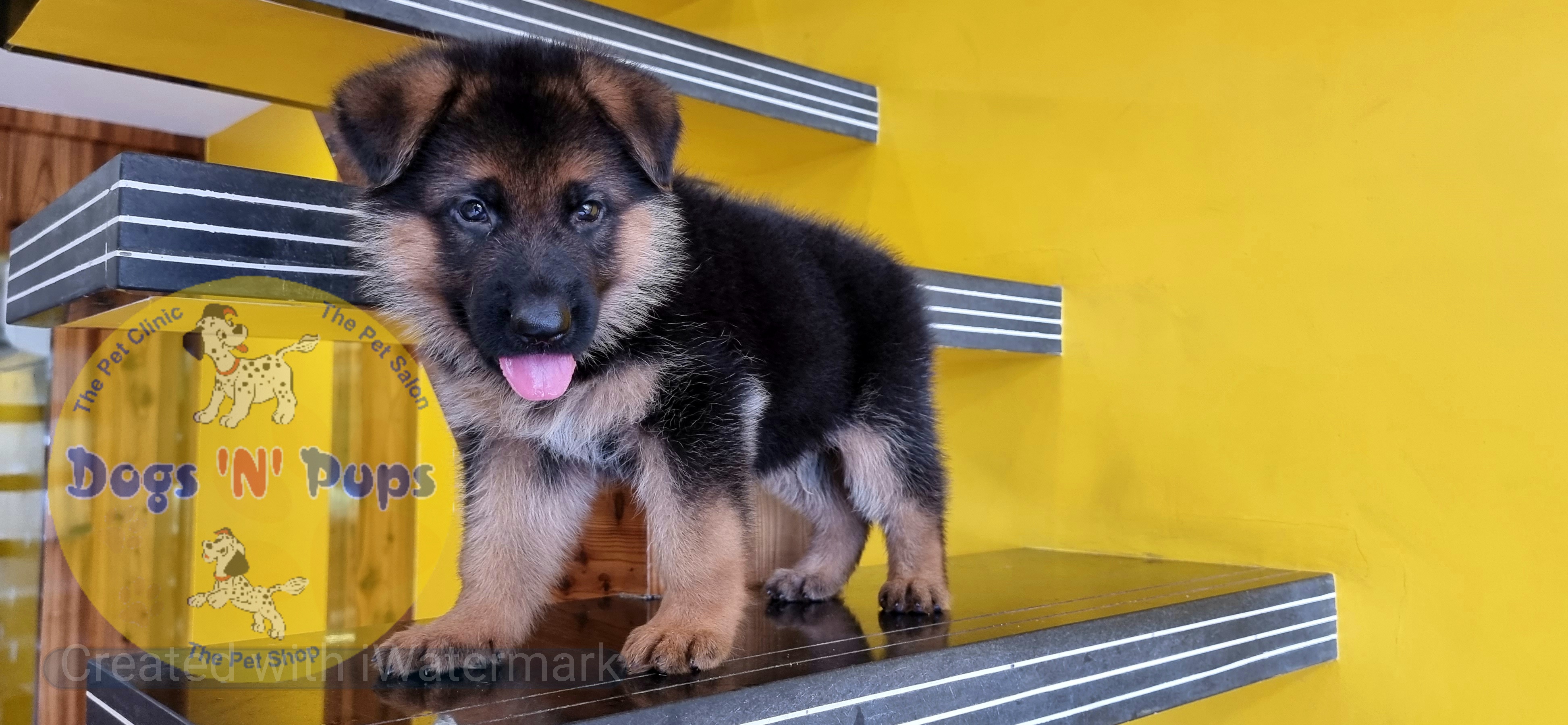 German shepherd  image 8