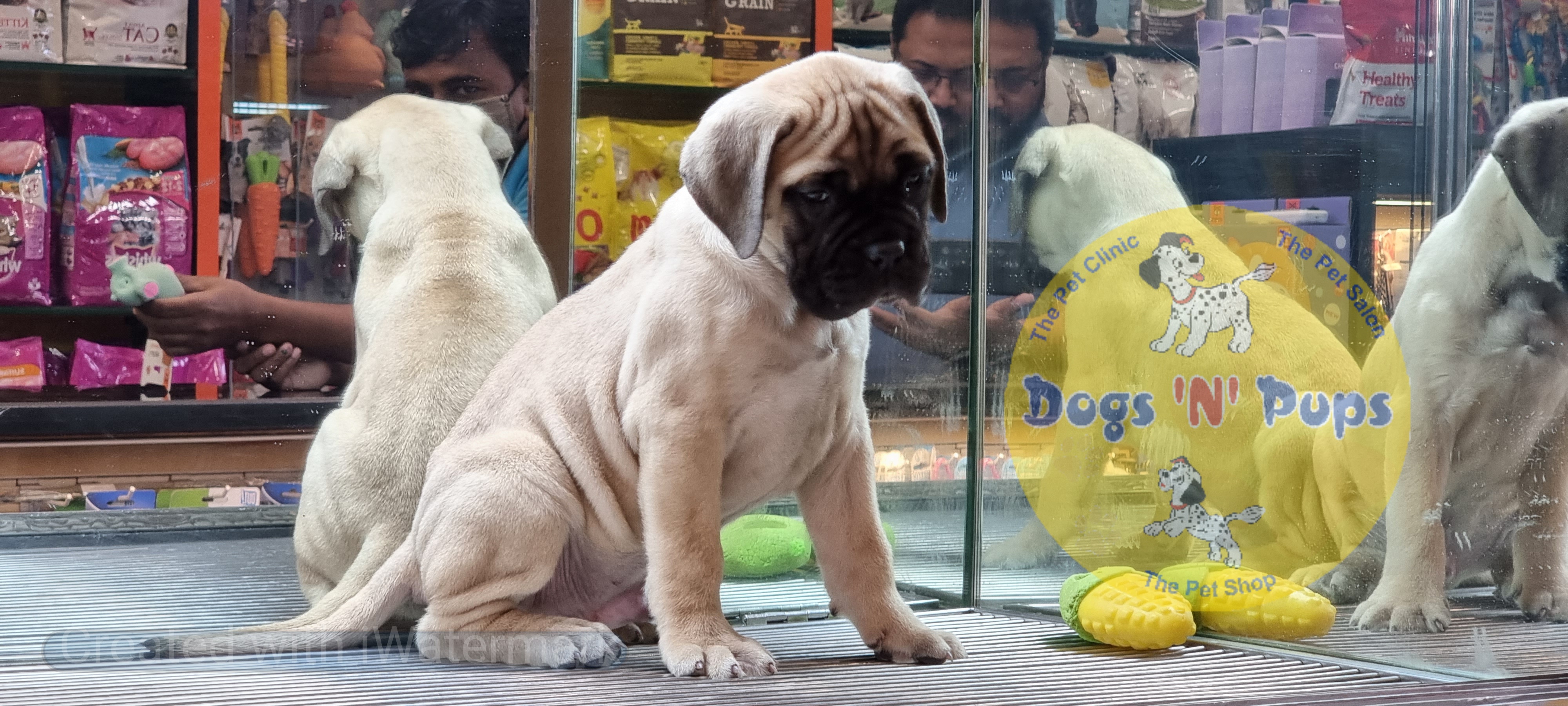 Bullmastiff  image 8