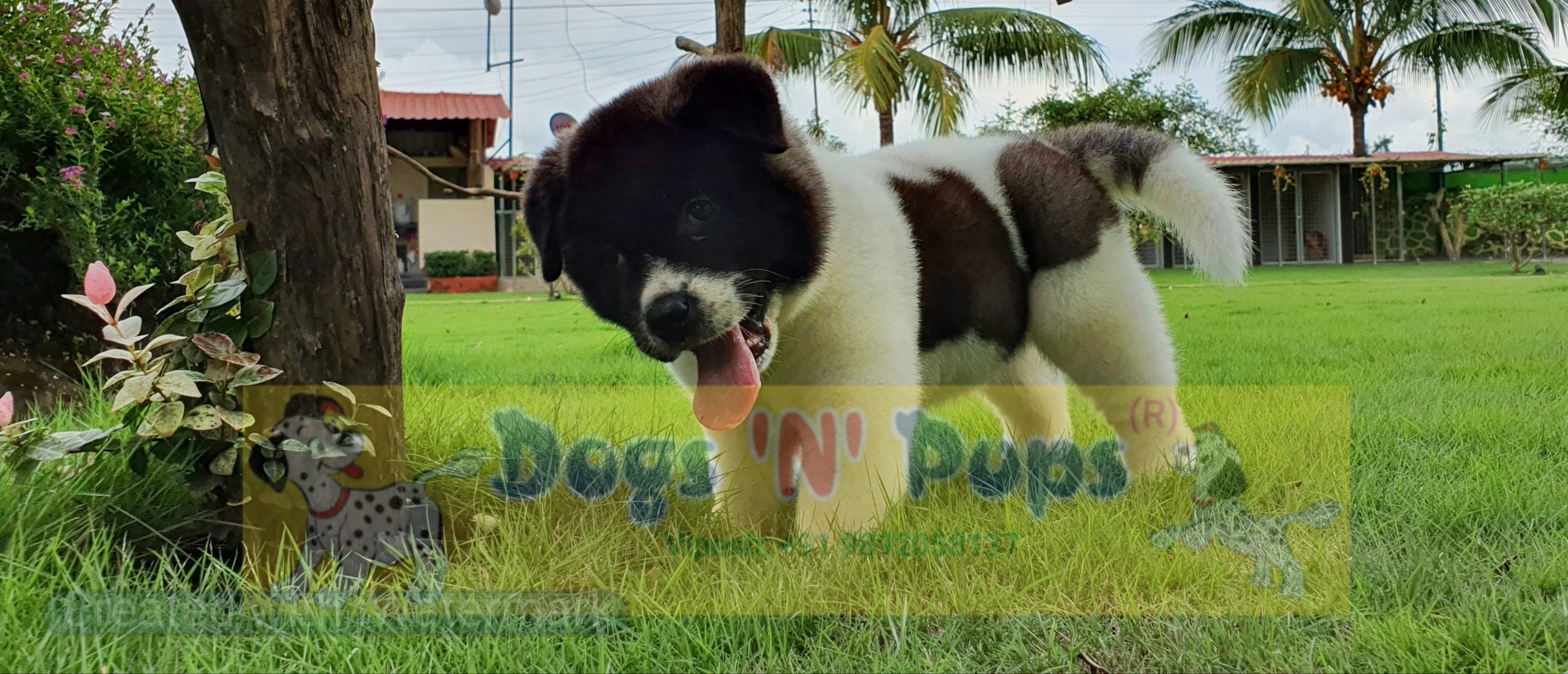 prev dog posted image