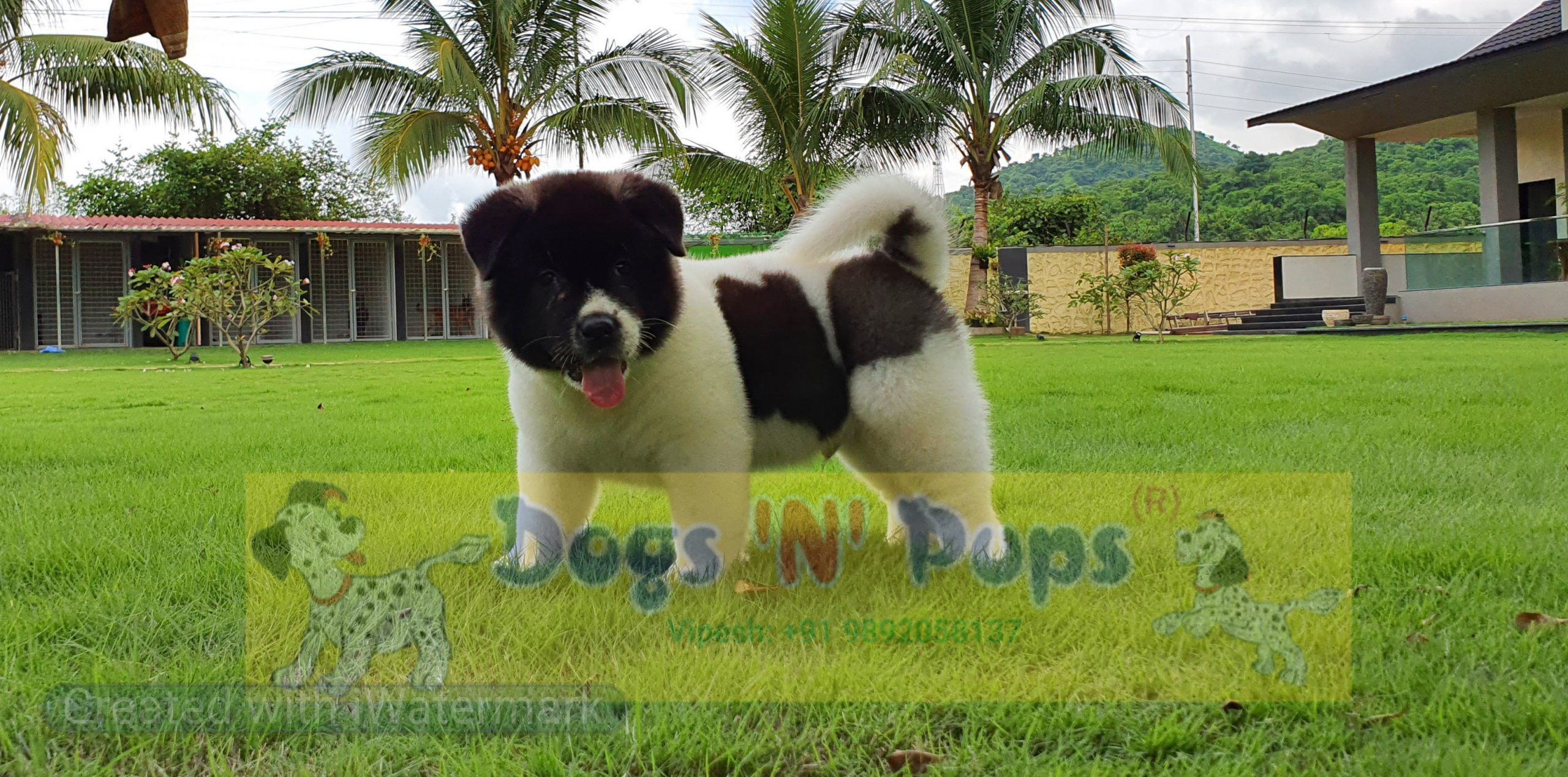 American Akita image 2