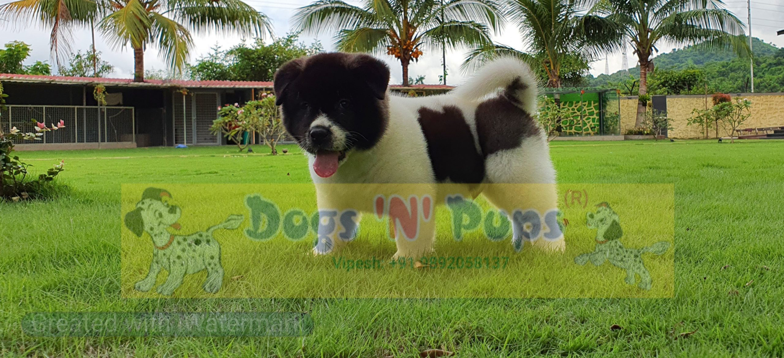 American Akita image 3