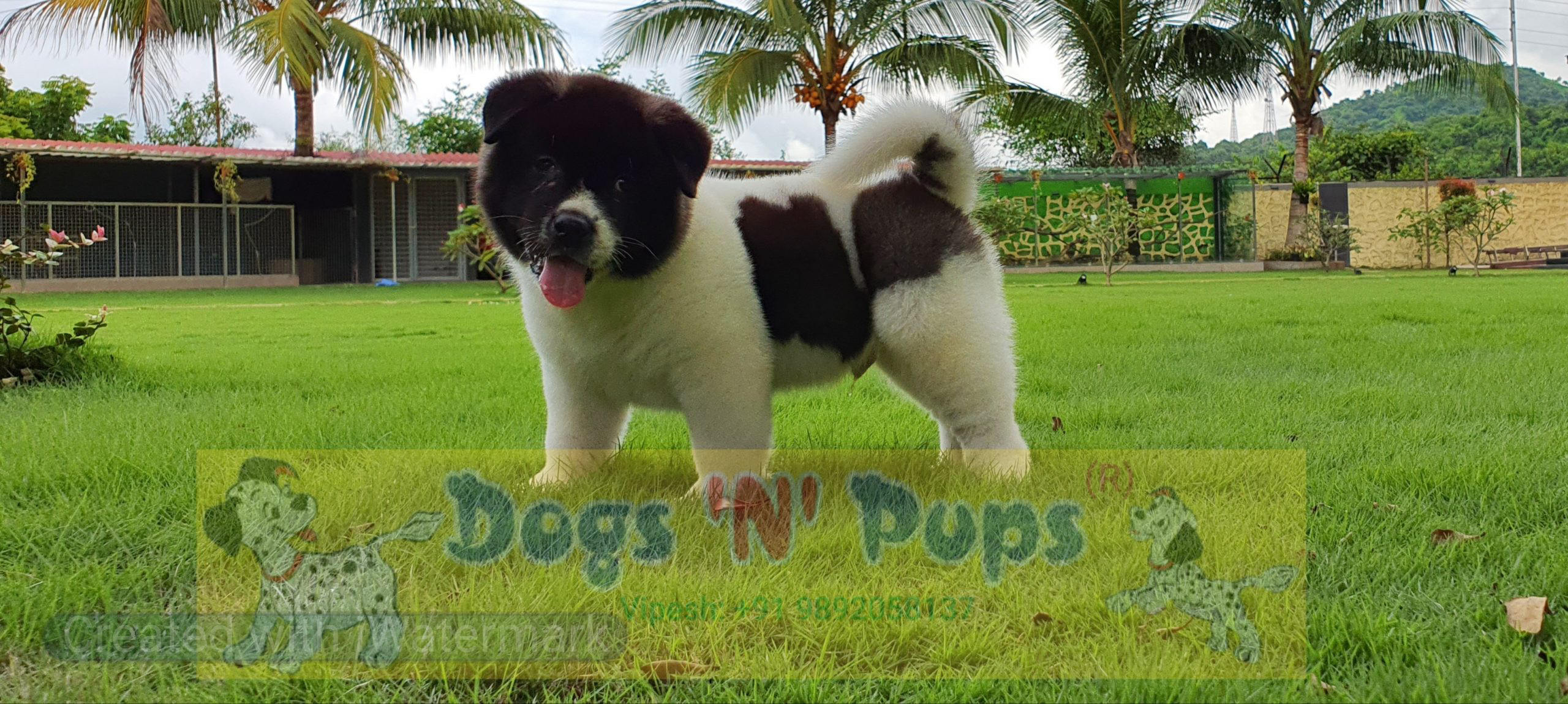 American Akita image 4