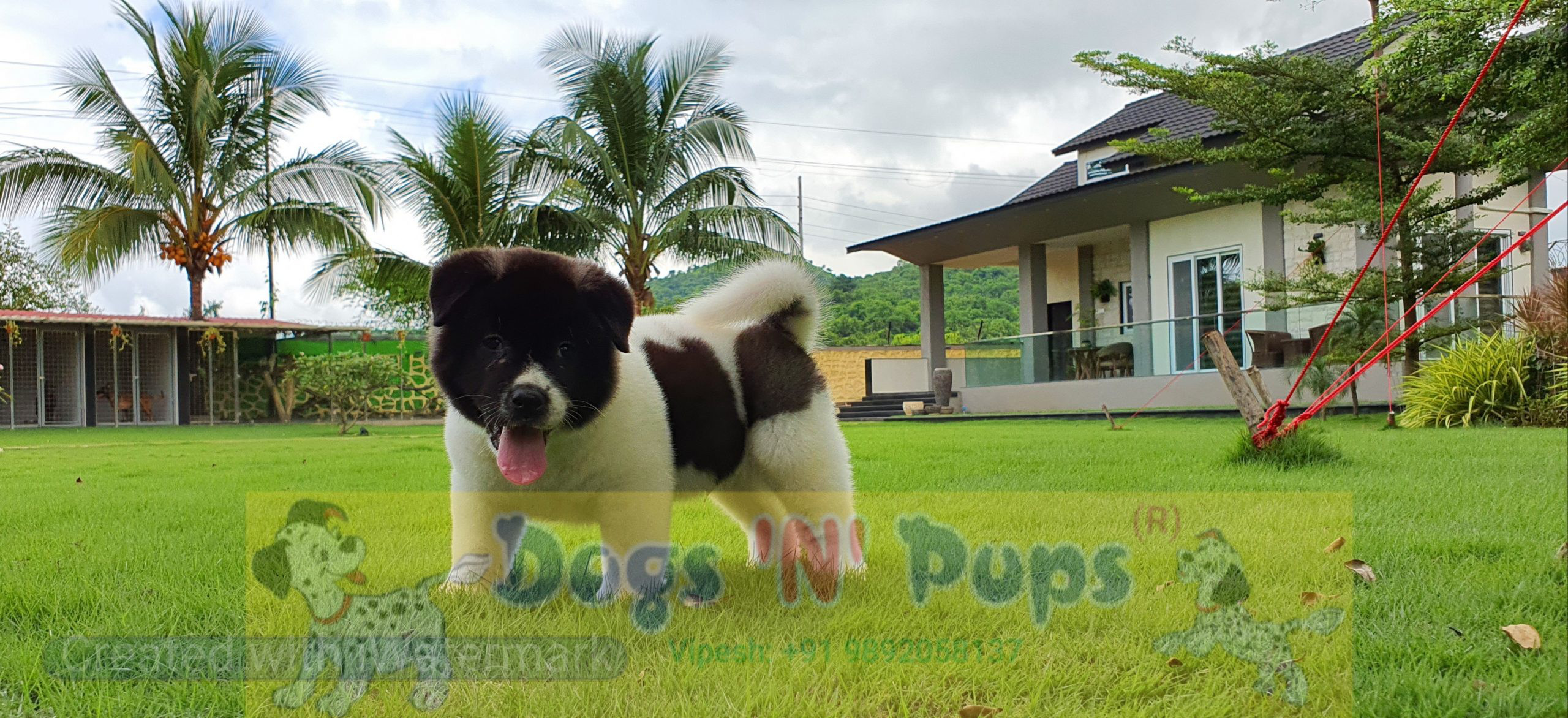 American Akita image 5