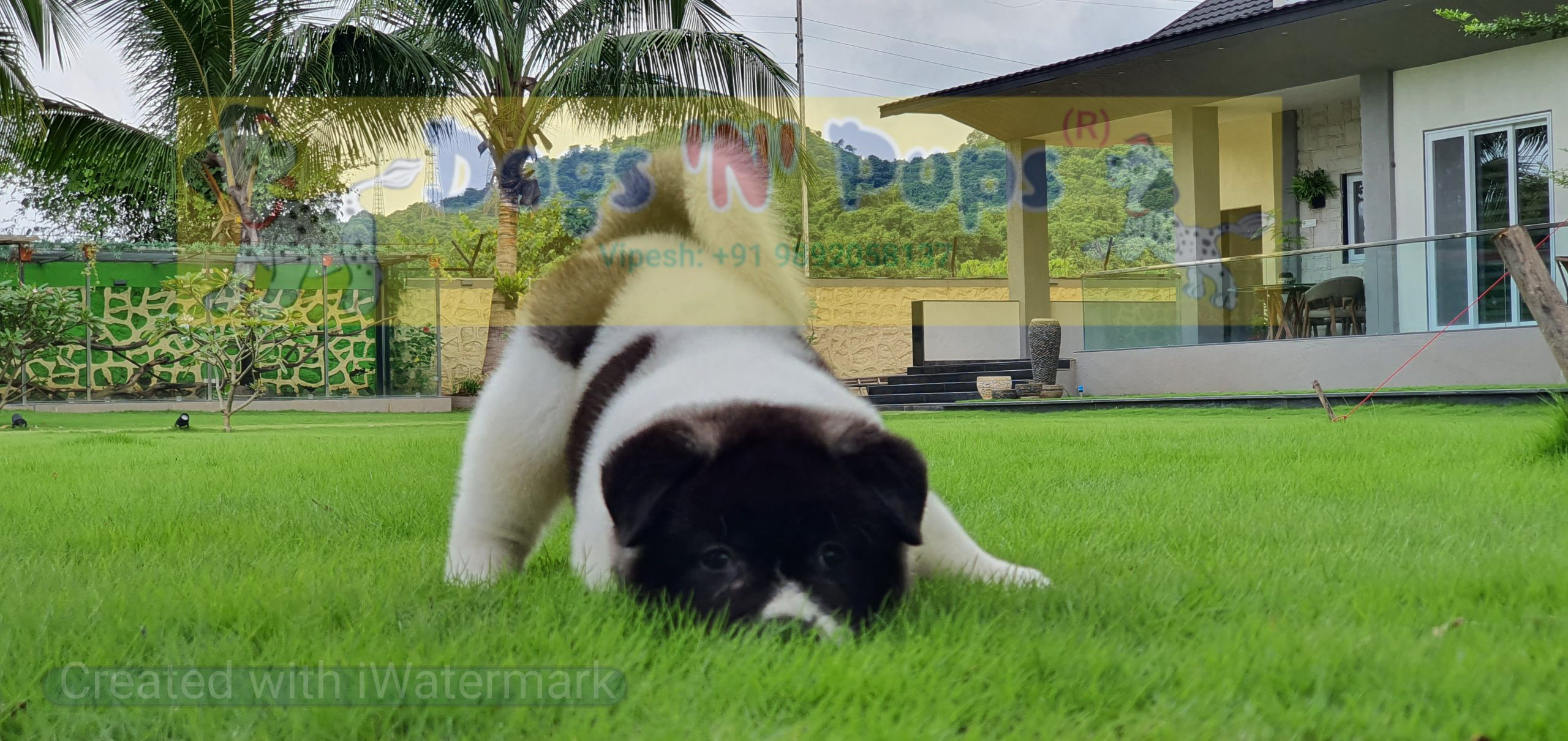 American Akita image 6