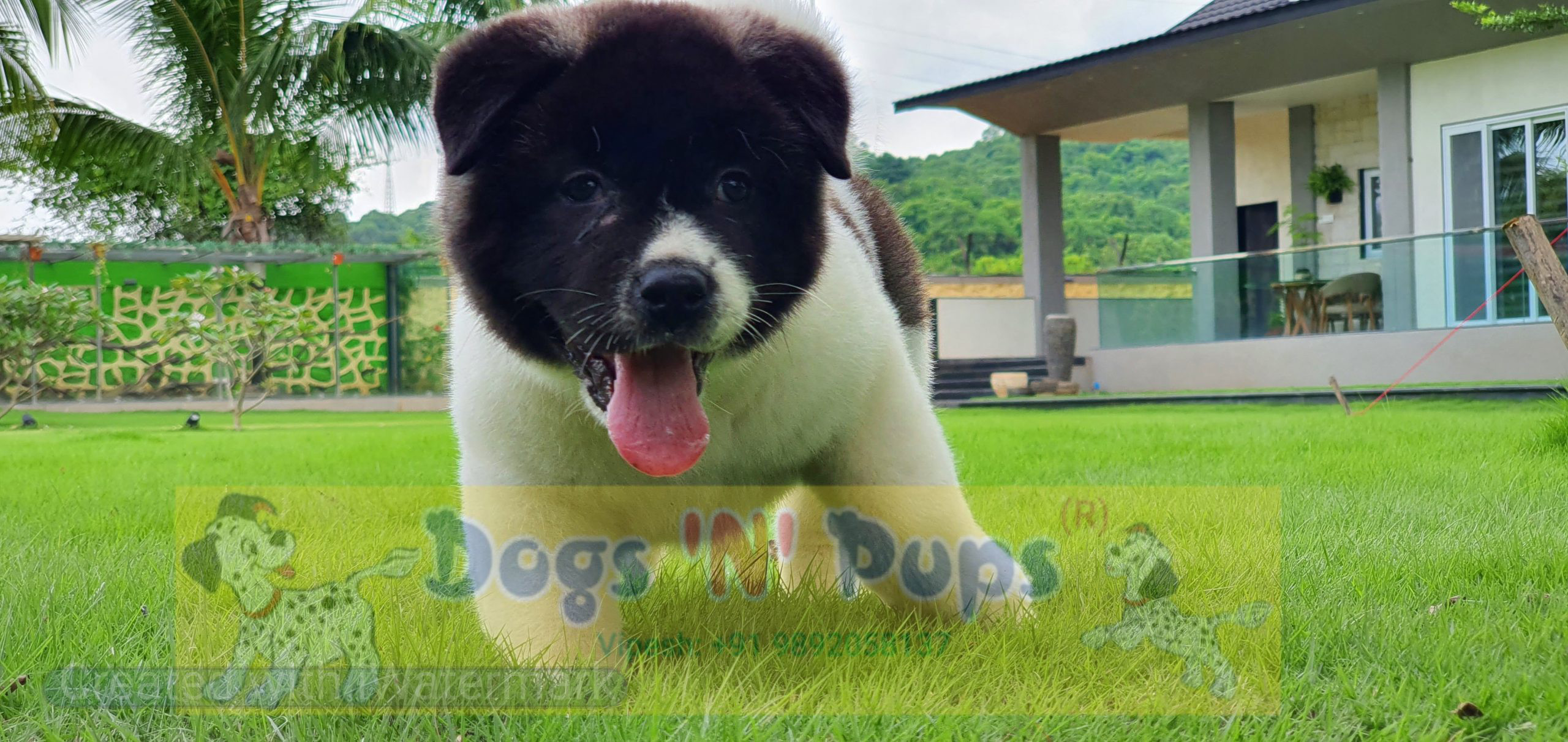 American Akita image 7