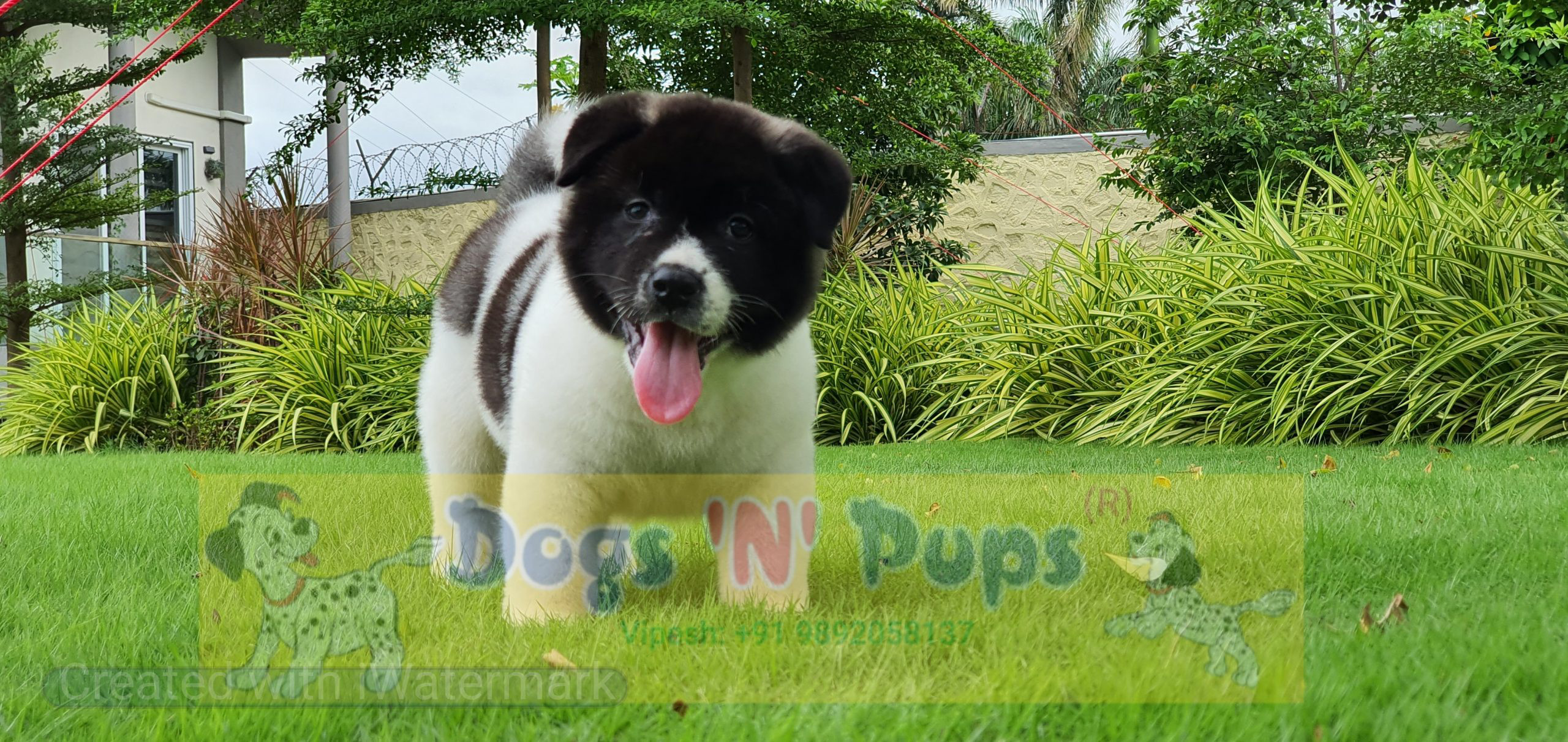 American Akita image 8