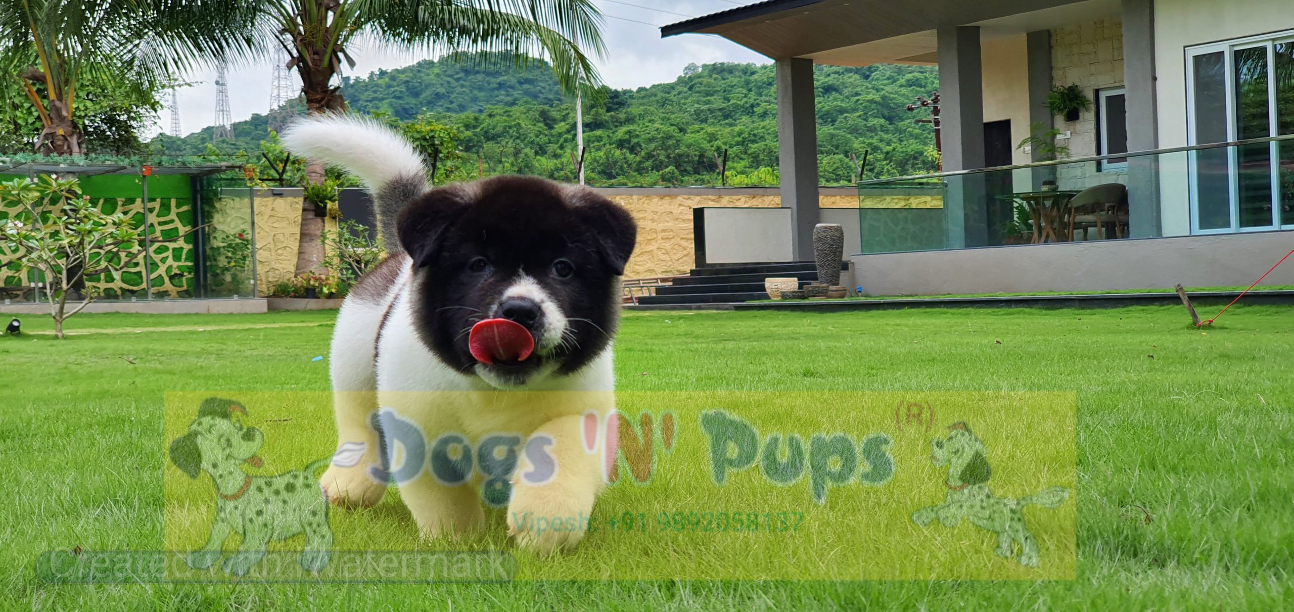 American Akita image 9