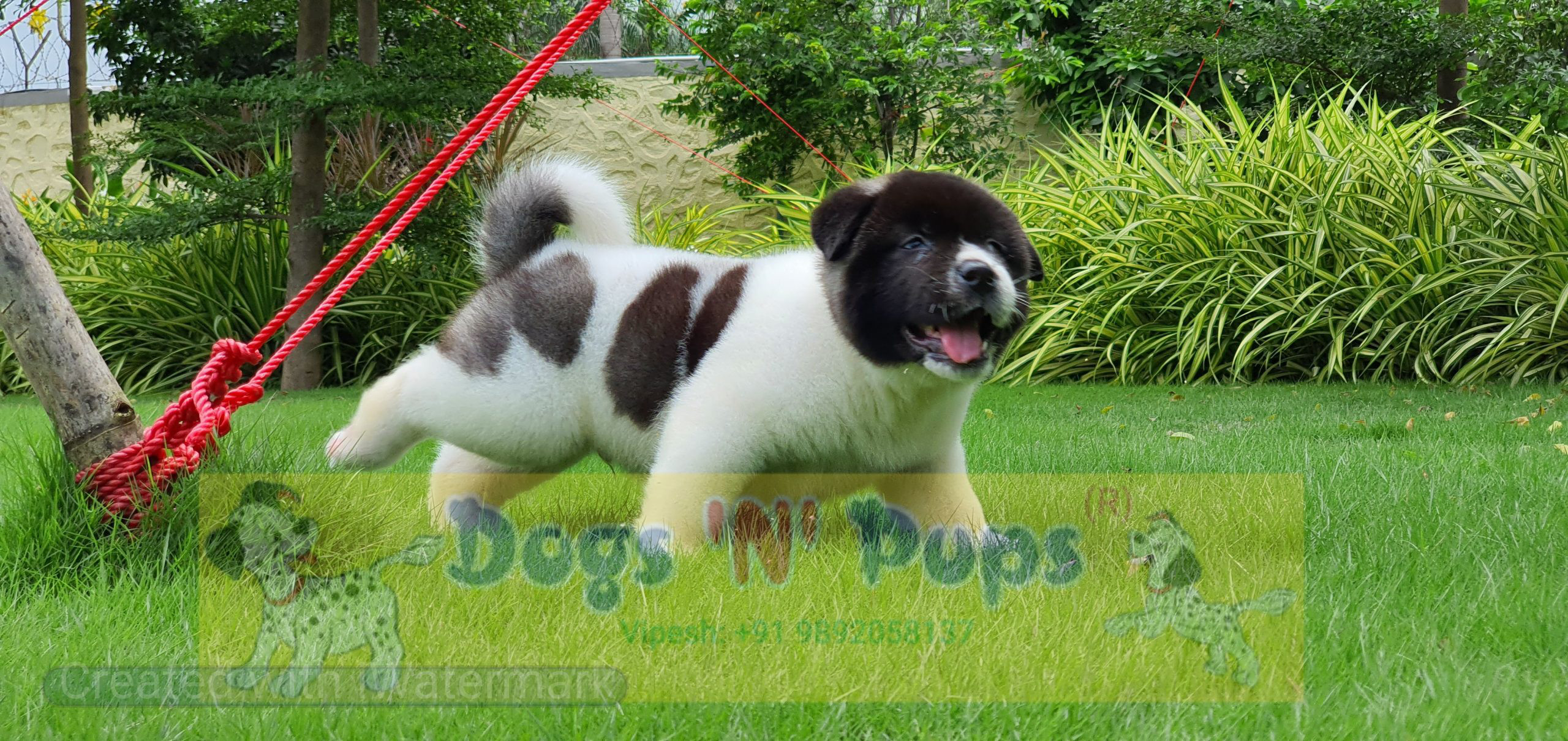 American Akita image 11