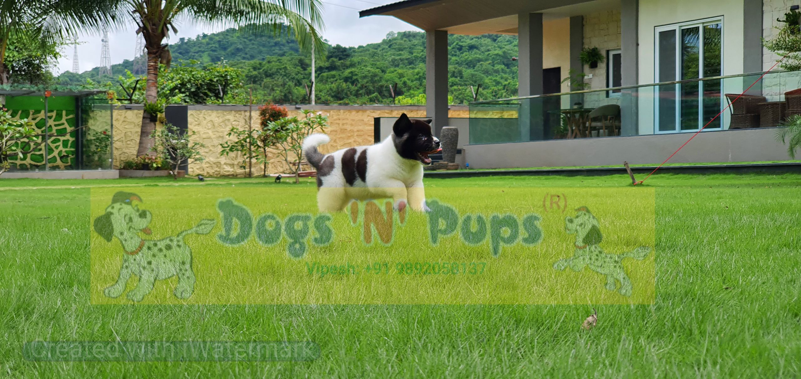 American Akita image 12