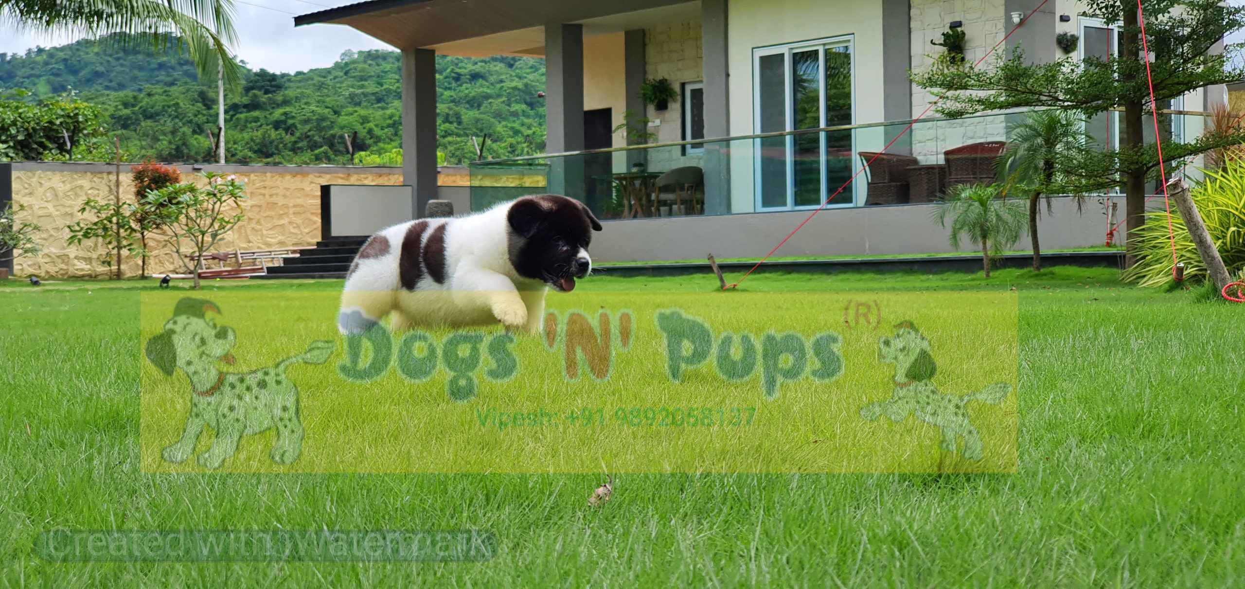 American Akita image 13