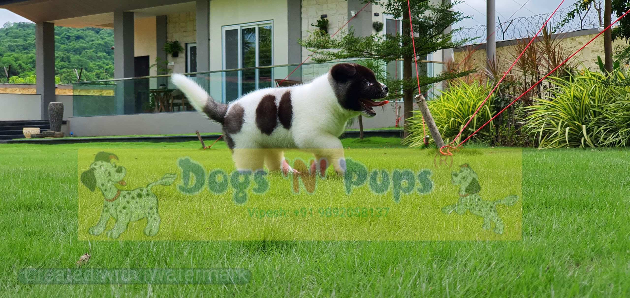 American Akita image 14