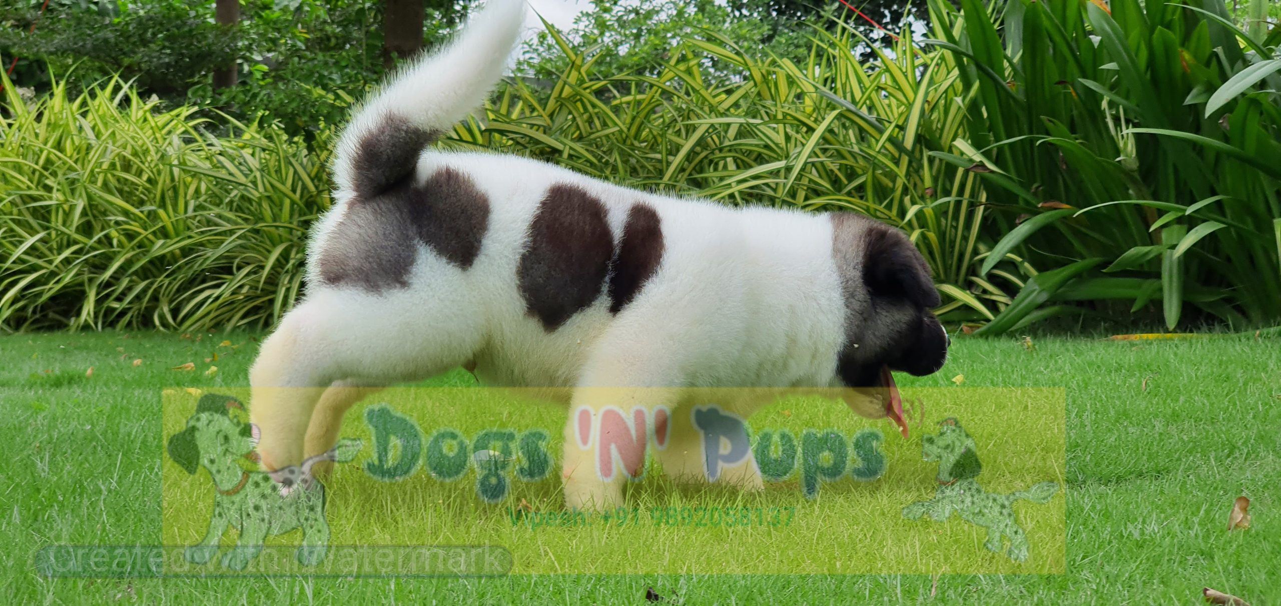 American Akita image 15