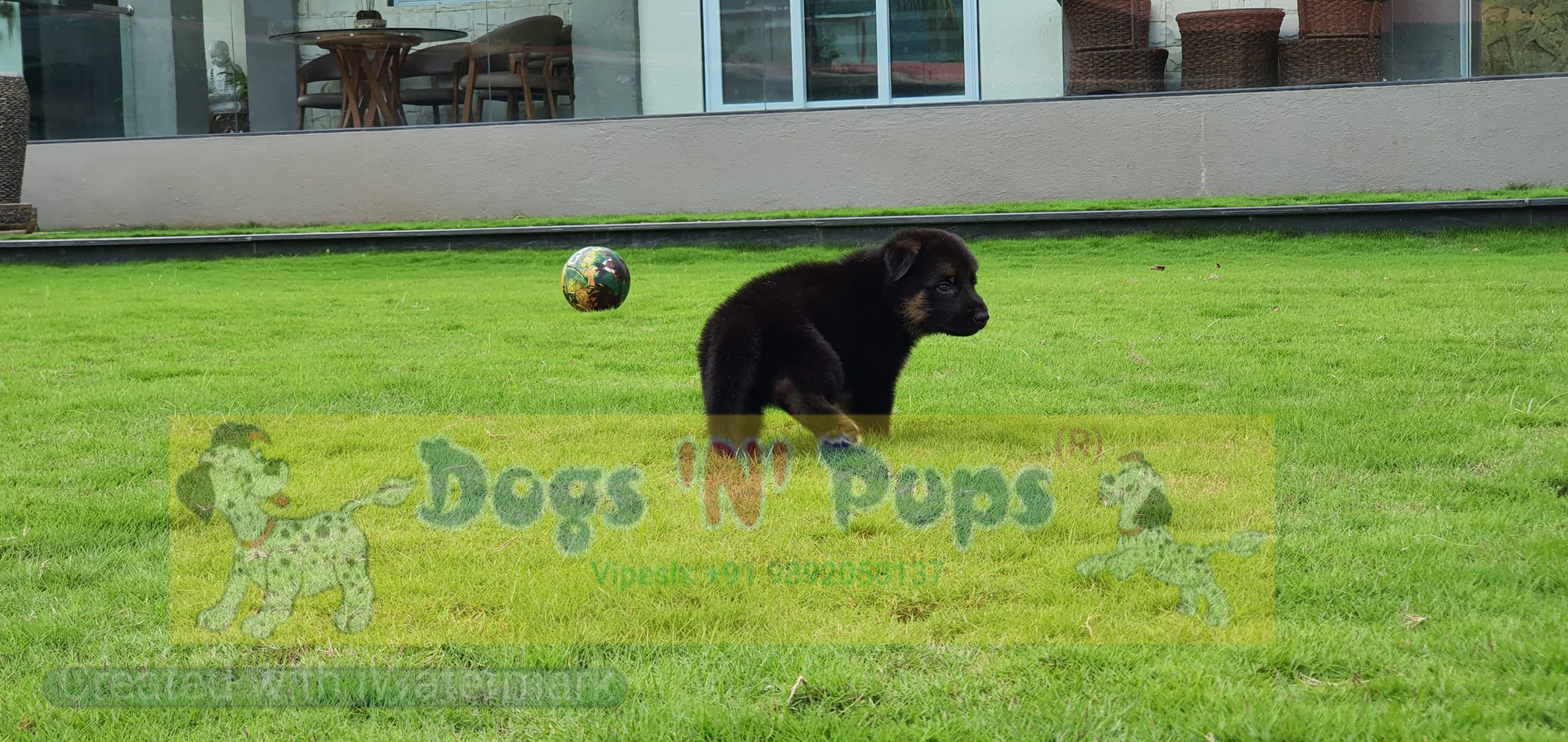 German shepherd image 2