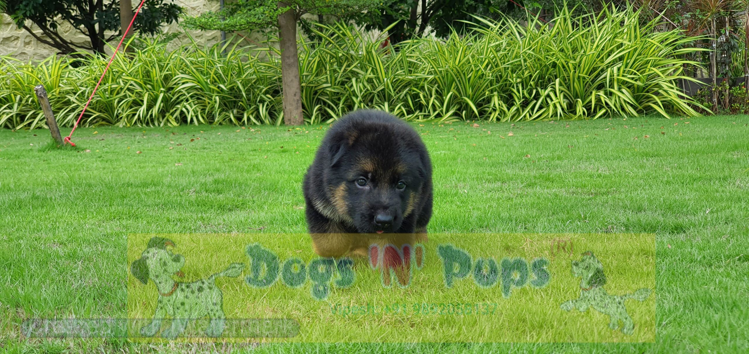 German shepherd image 3