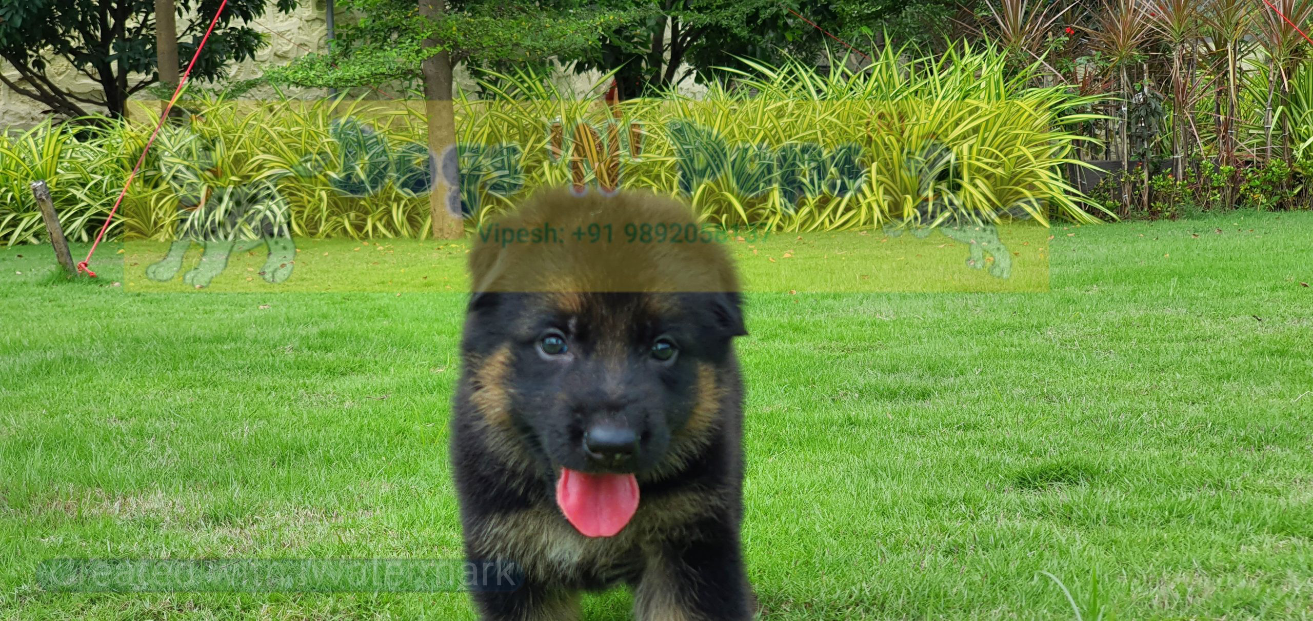 German shepherd image 4
