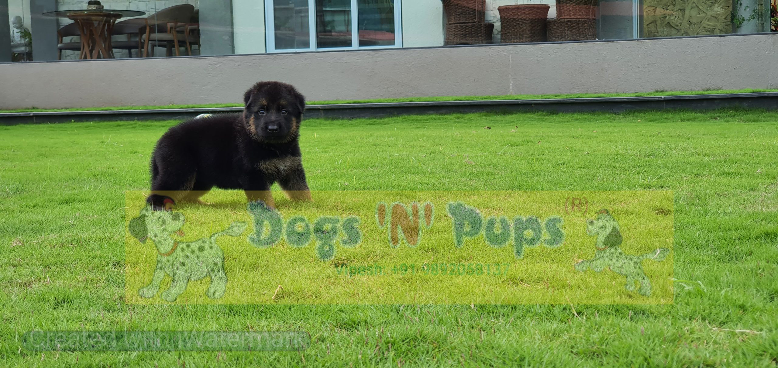 German shepherd image 5