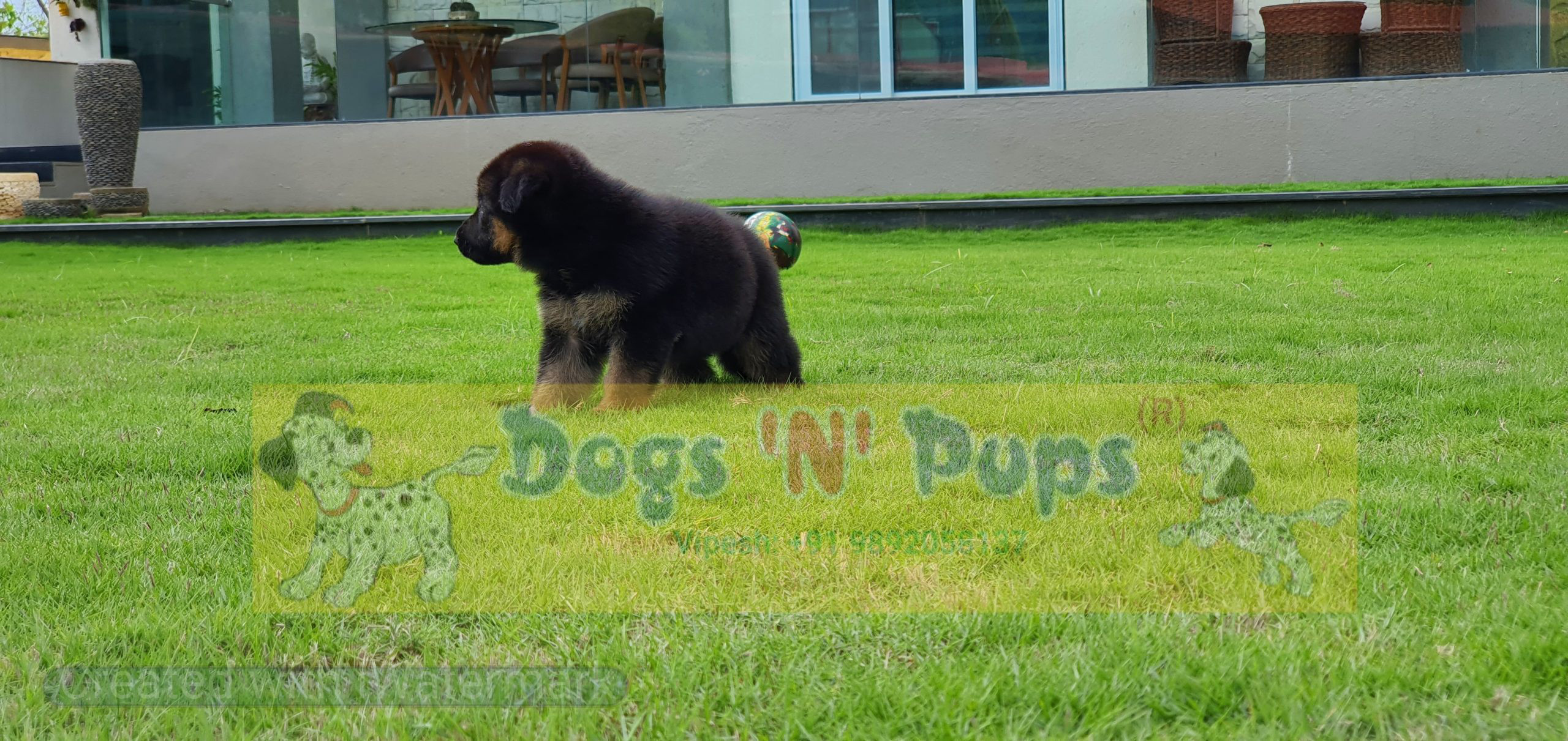 German shepherd image 6