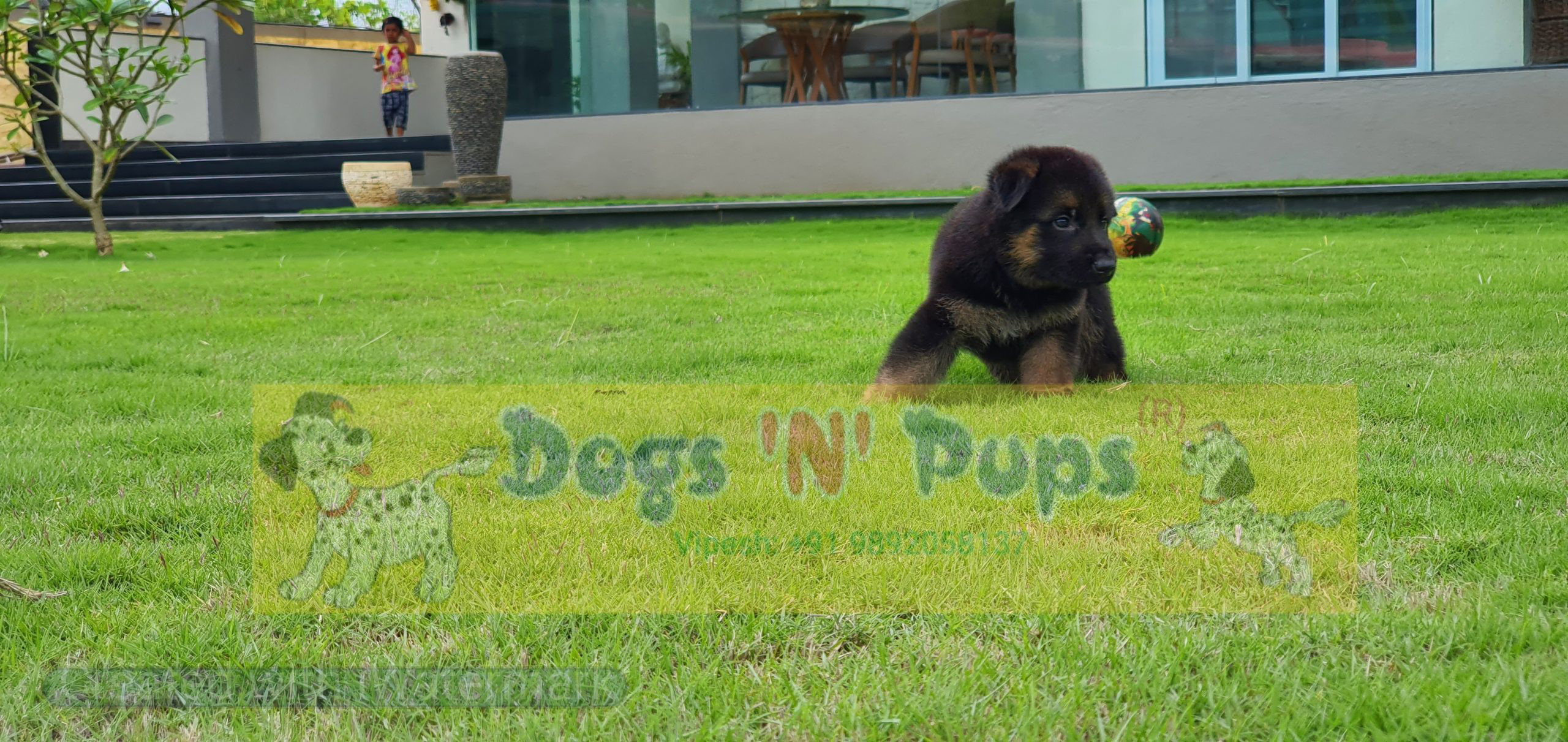 German shepherd image 7