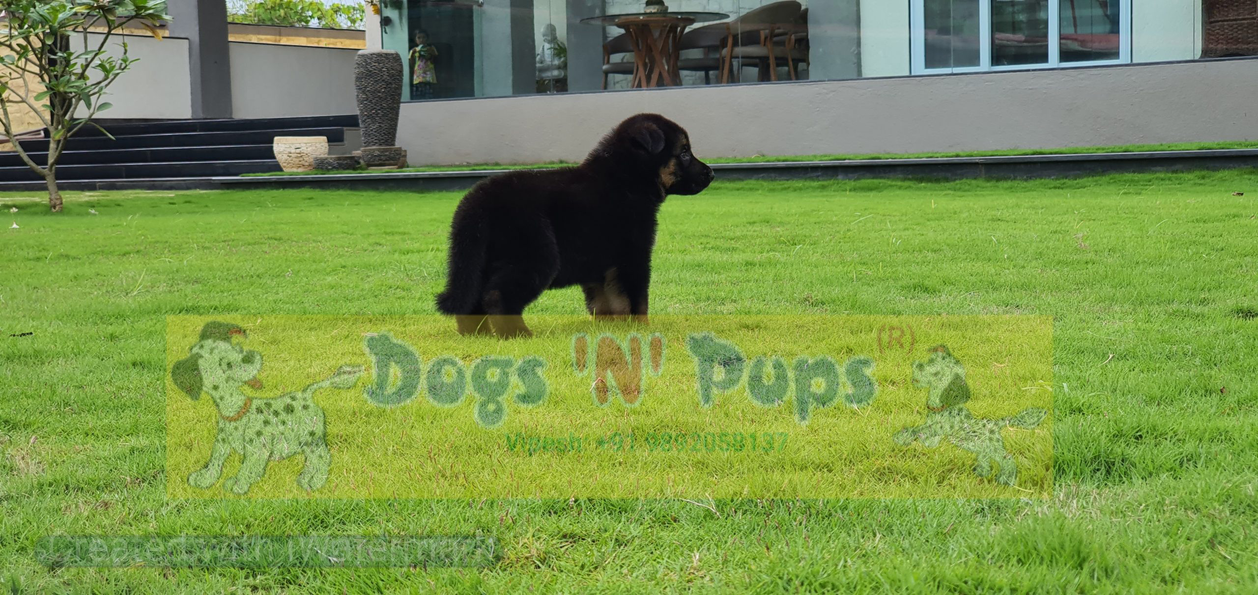 German shepherd image 8