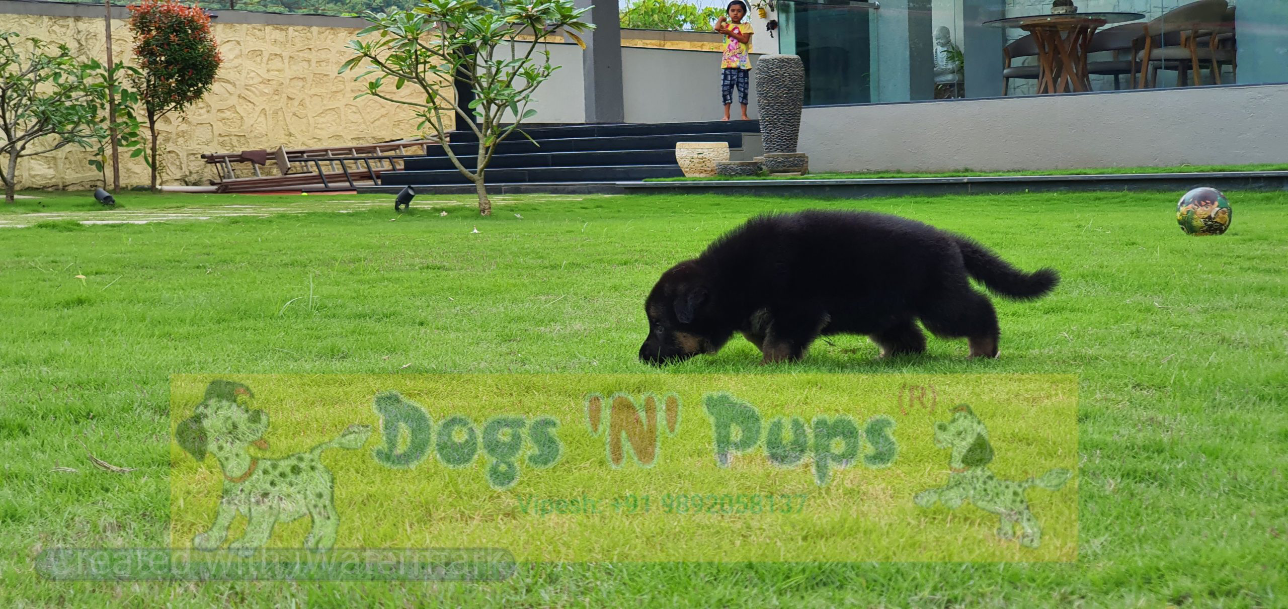 German shepherd image 9