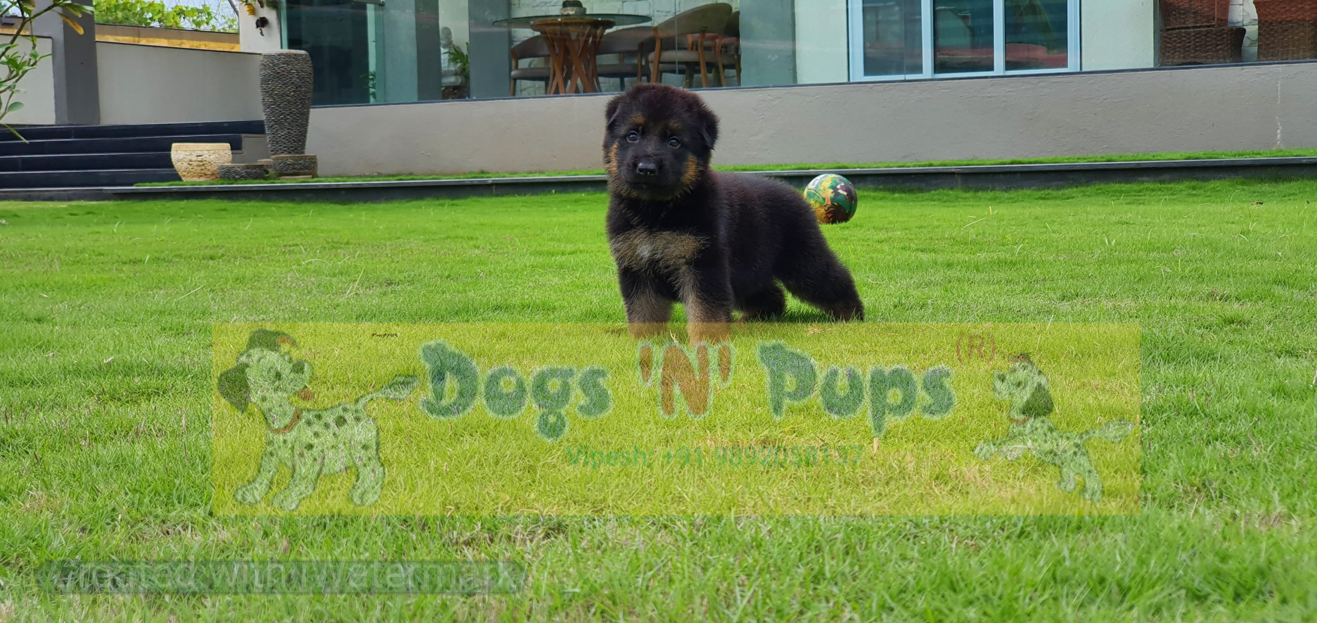 German shepherd image 10