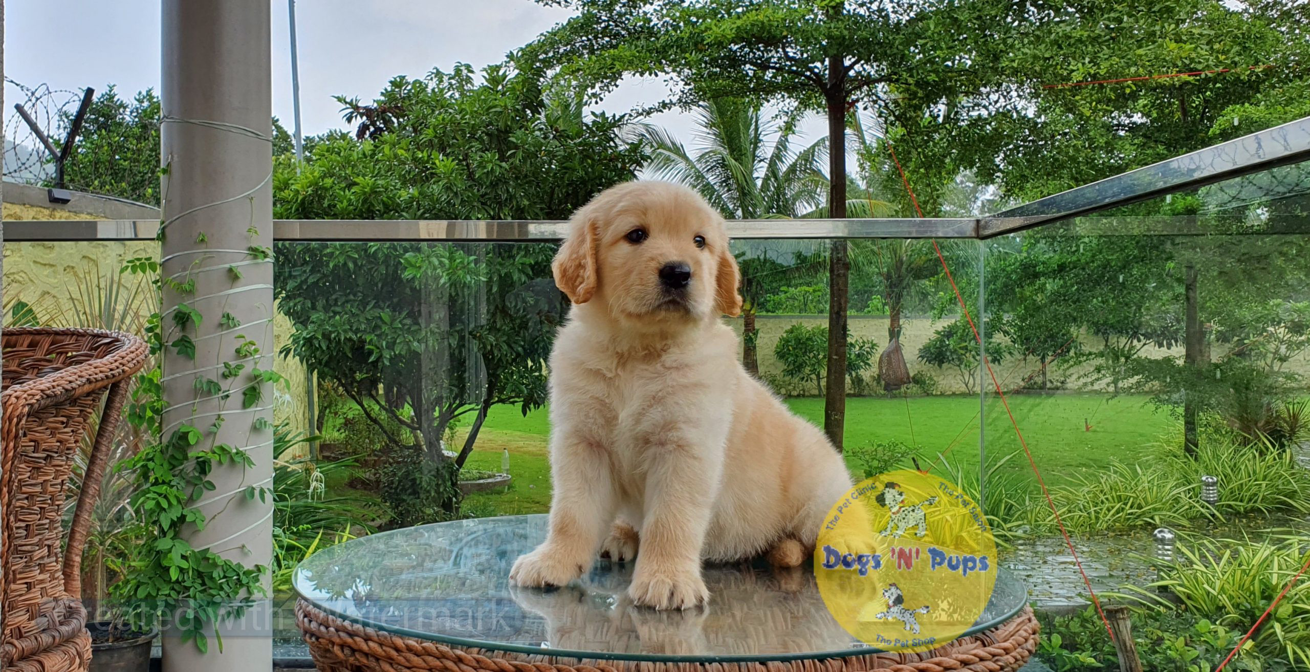 prev dog posted image