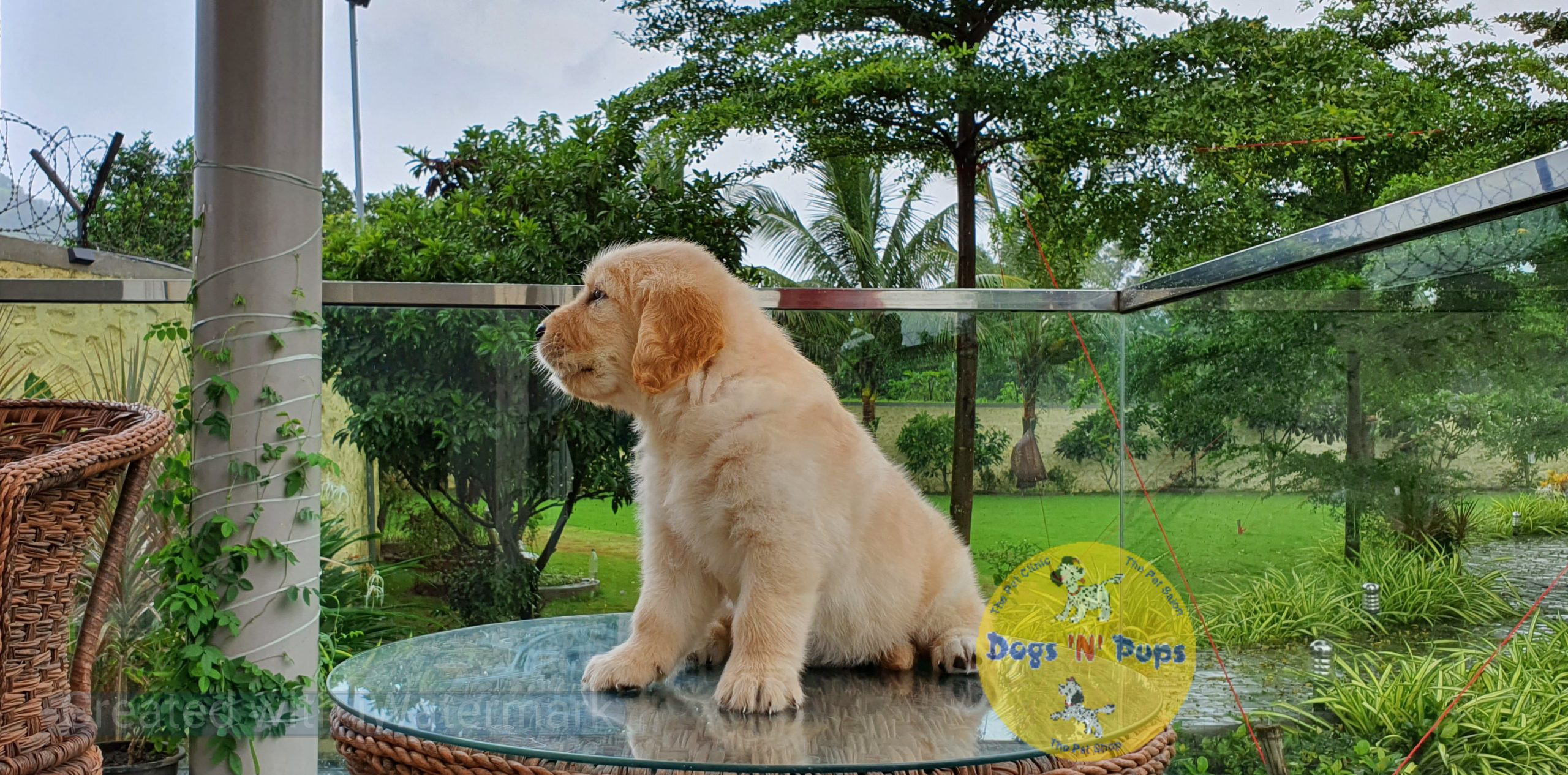 Golden retriever image 2