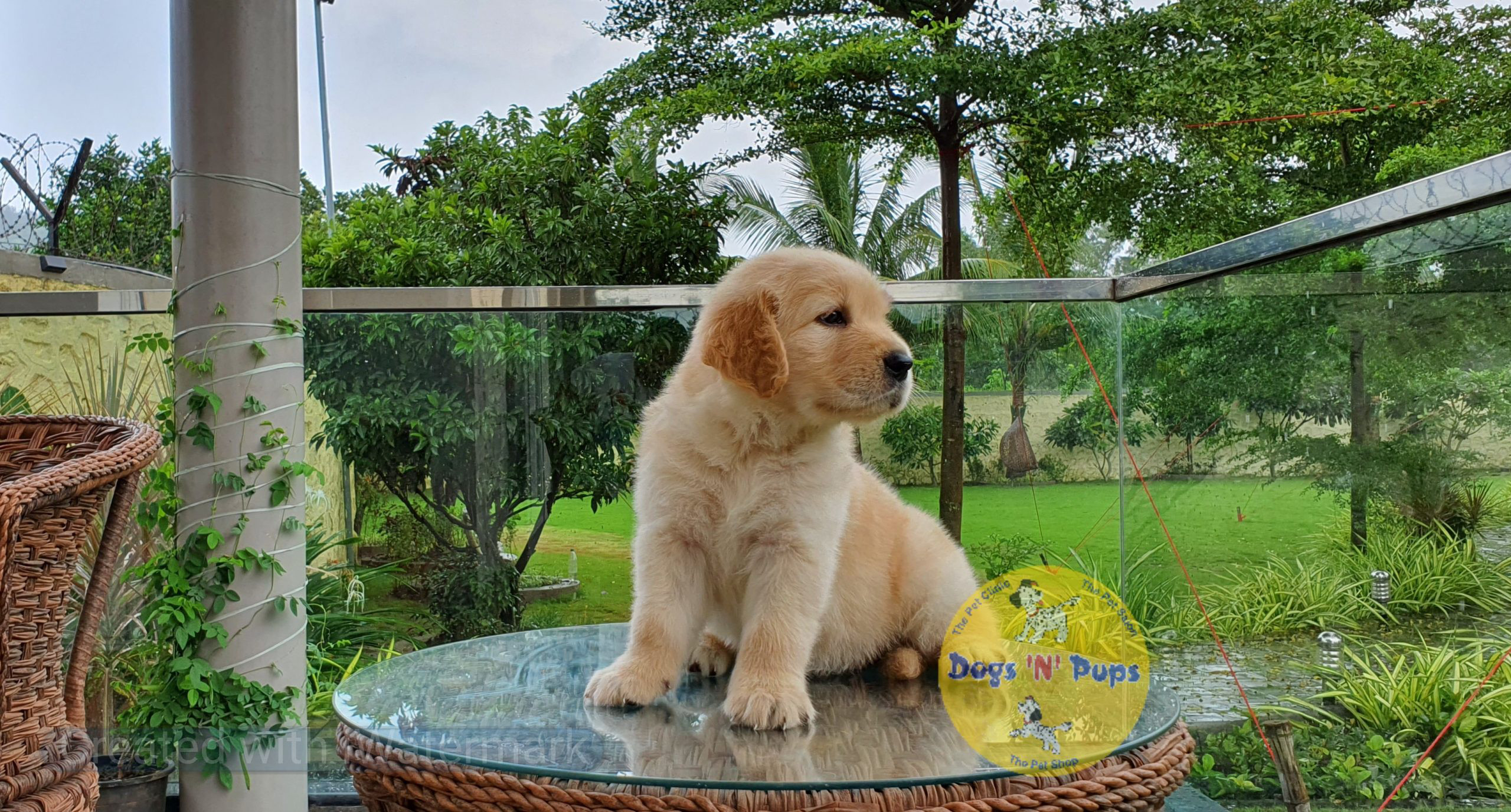 Golden retriever image 3