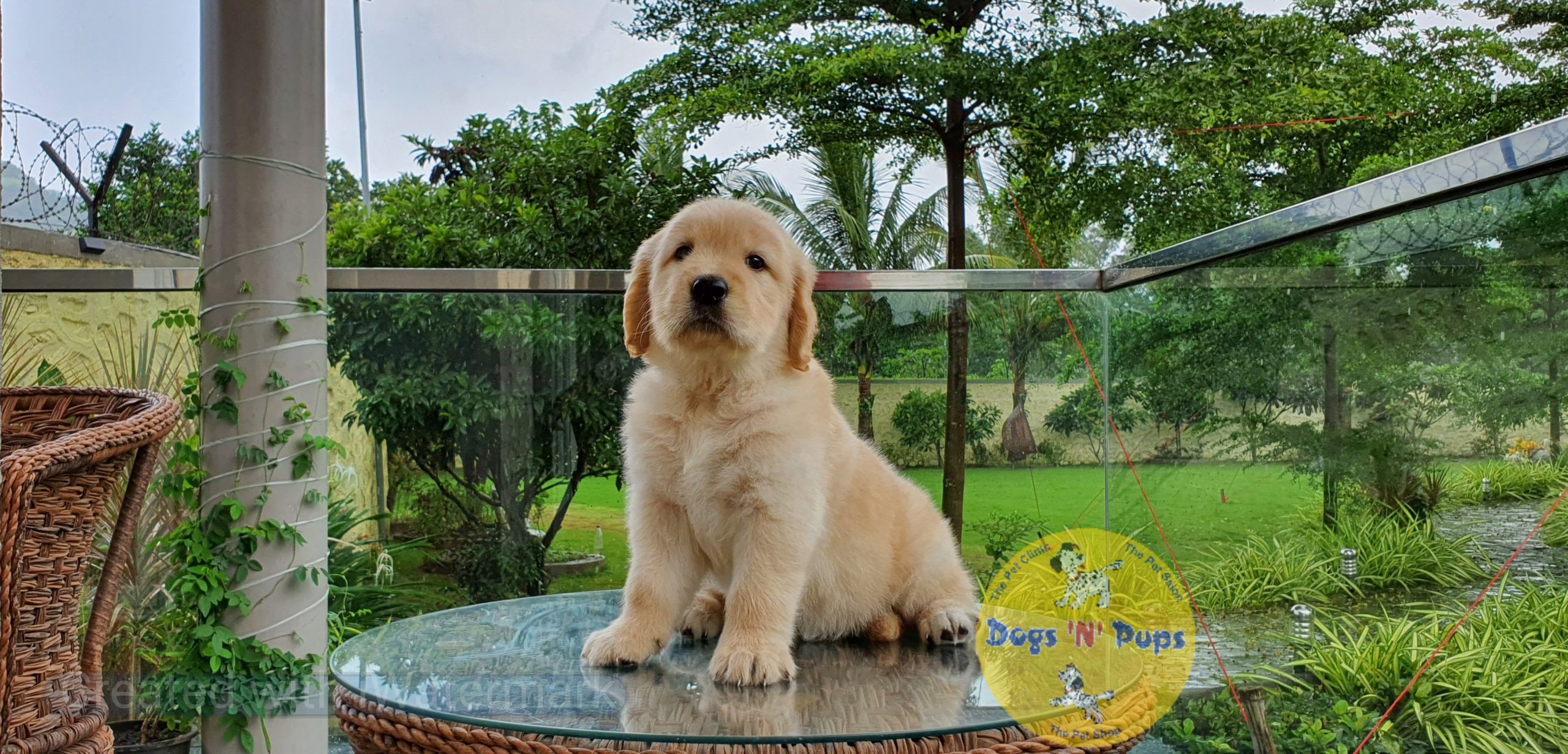 Golden retriever image 4