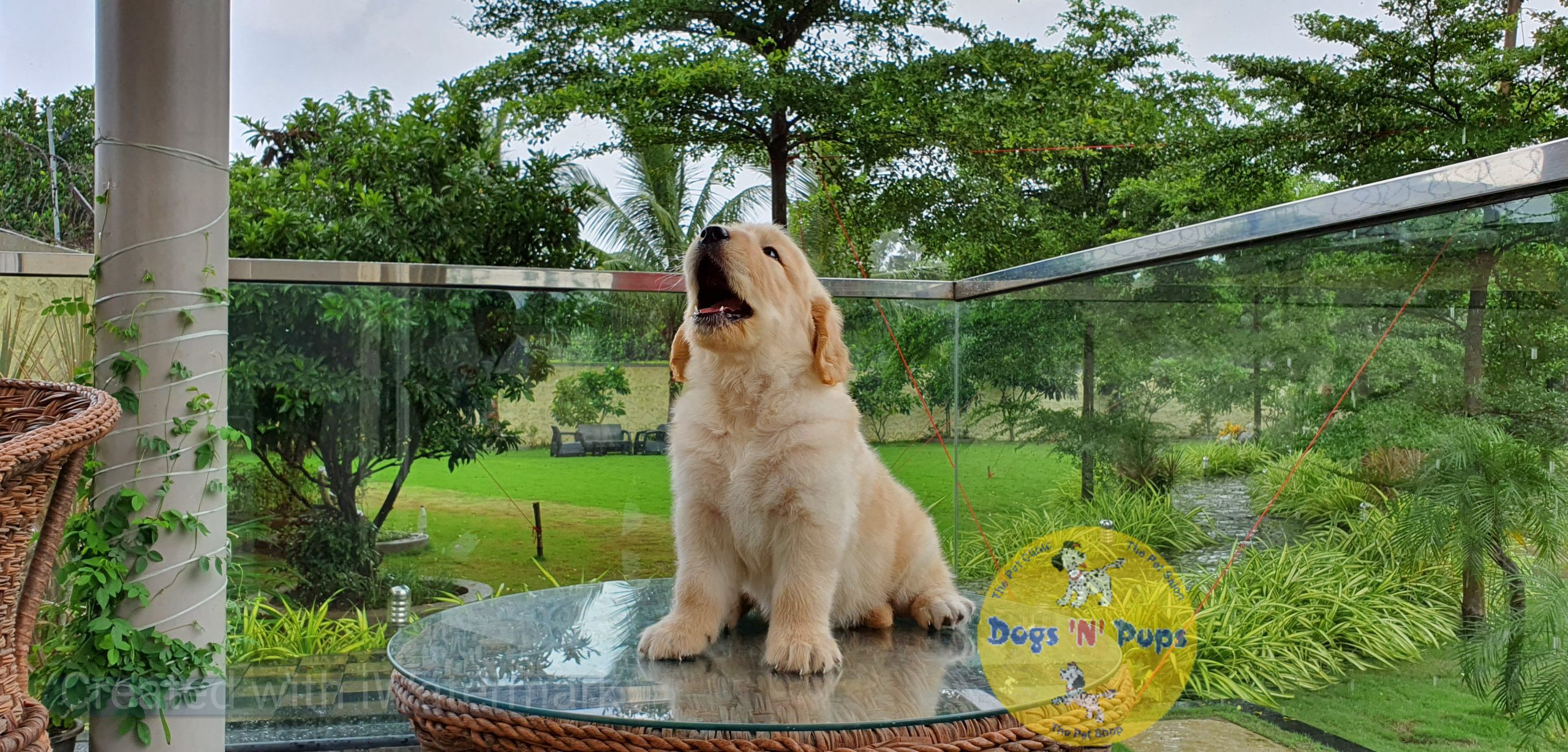 Golden retriever image 5
